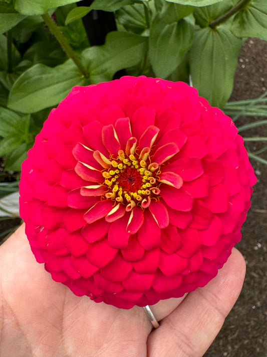 Raspberry Bon Bon Zinnia Seeds