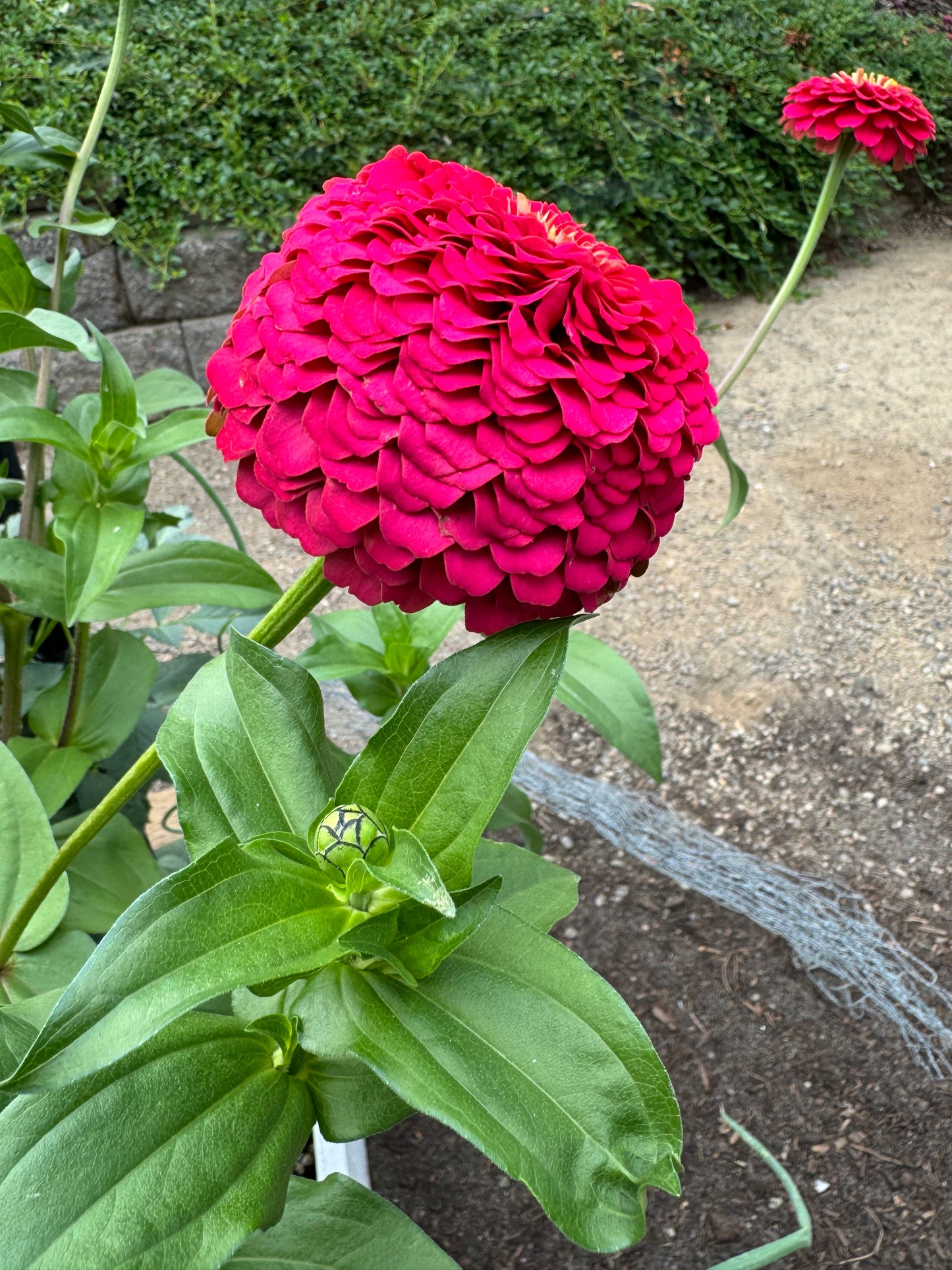 Raspberry Bon Bon Zinnia Seeds