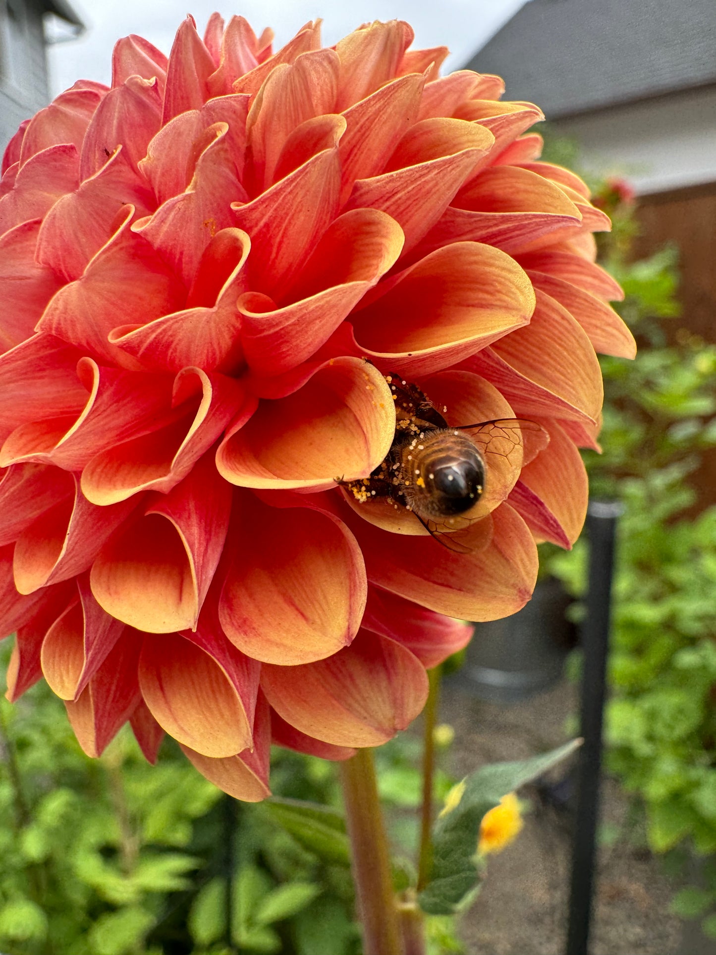 Ferncliff Rusty Dahlia Tuber