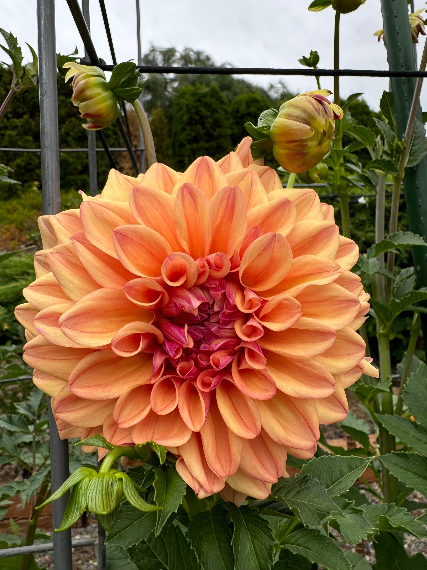 FernCliff Cooper Dahlia Tuber