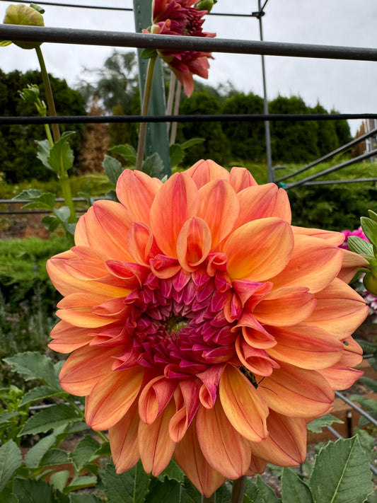 FernCliff Cooper Dahlia Tuber