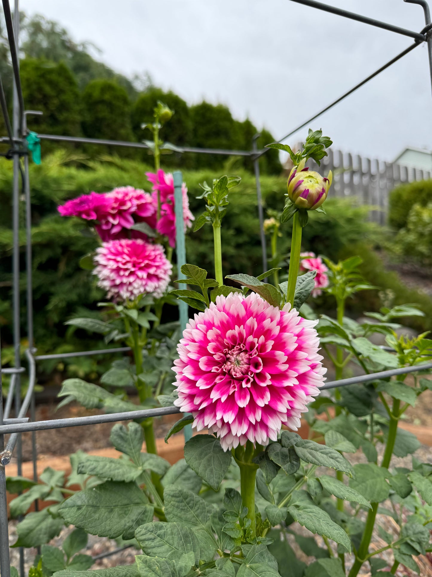 Fuzzy Wuzzy Dahlia Tuber