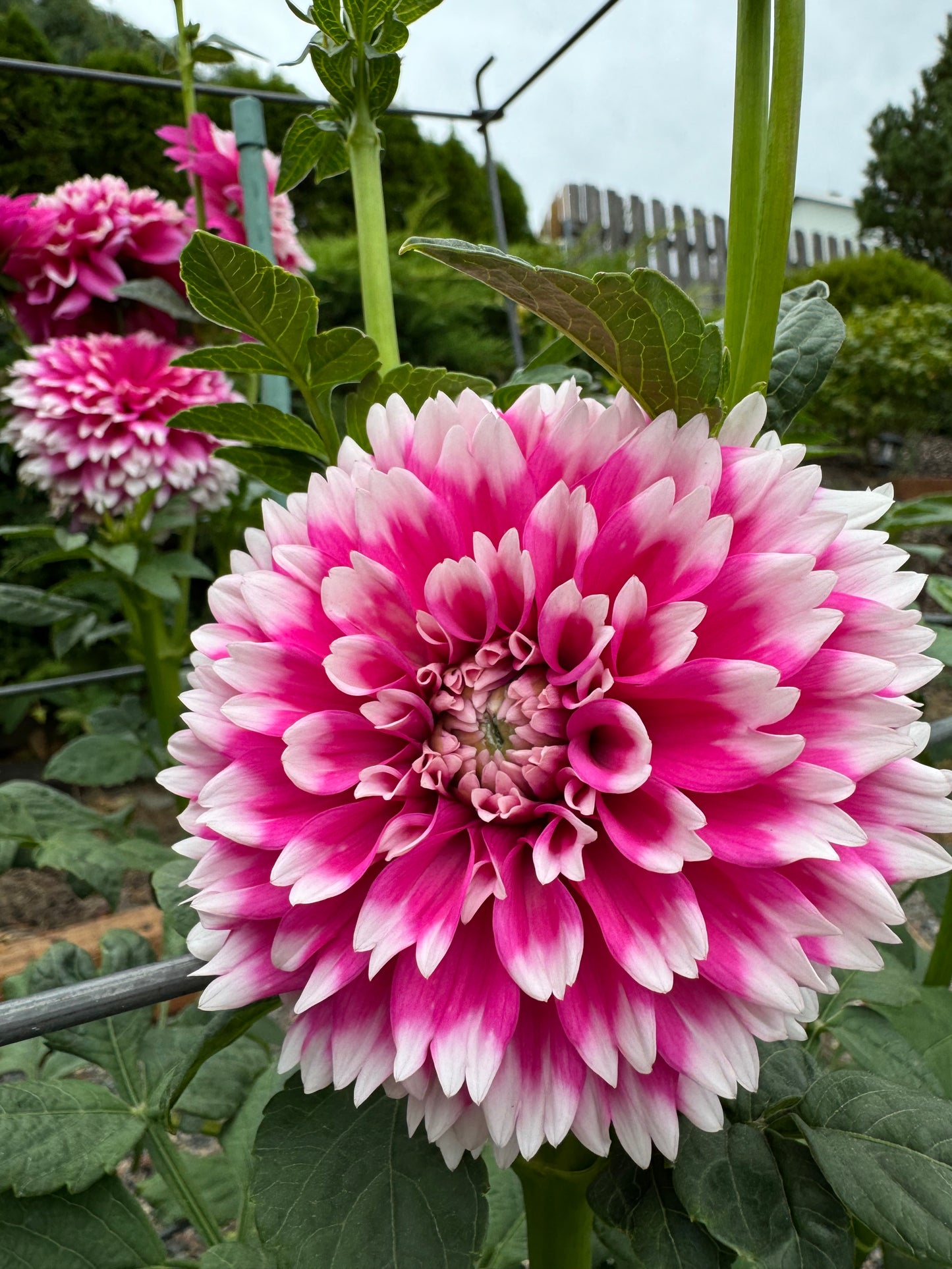 Fuzzy Wuzzy Dahlia Tuber