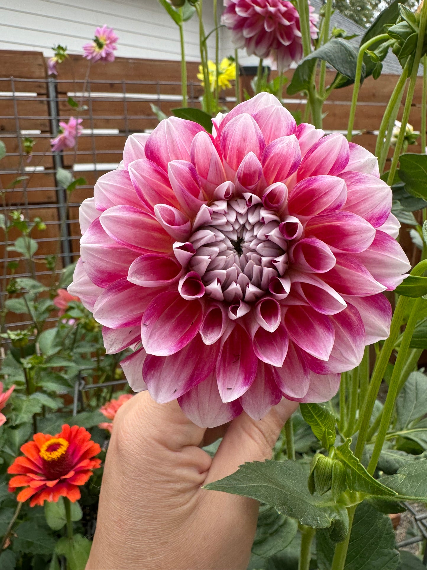 Fuzzy Wuzzy Dahlia Tuber