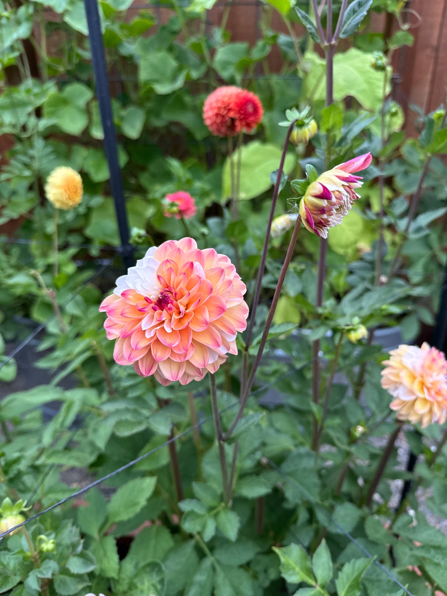 Double Jill Dahlia Tuber