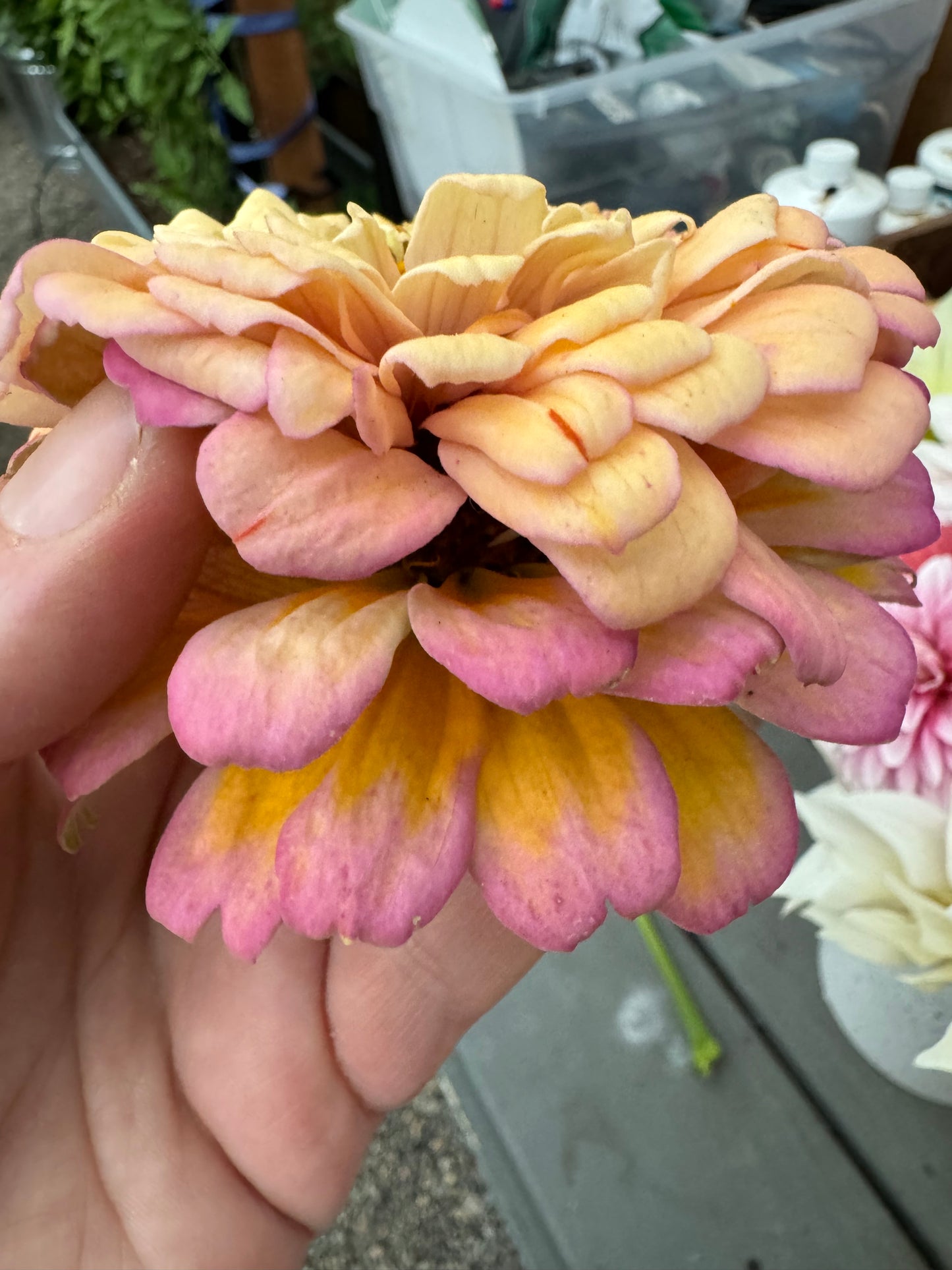 Zillions of Zinnias Mix