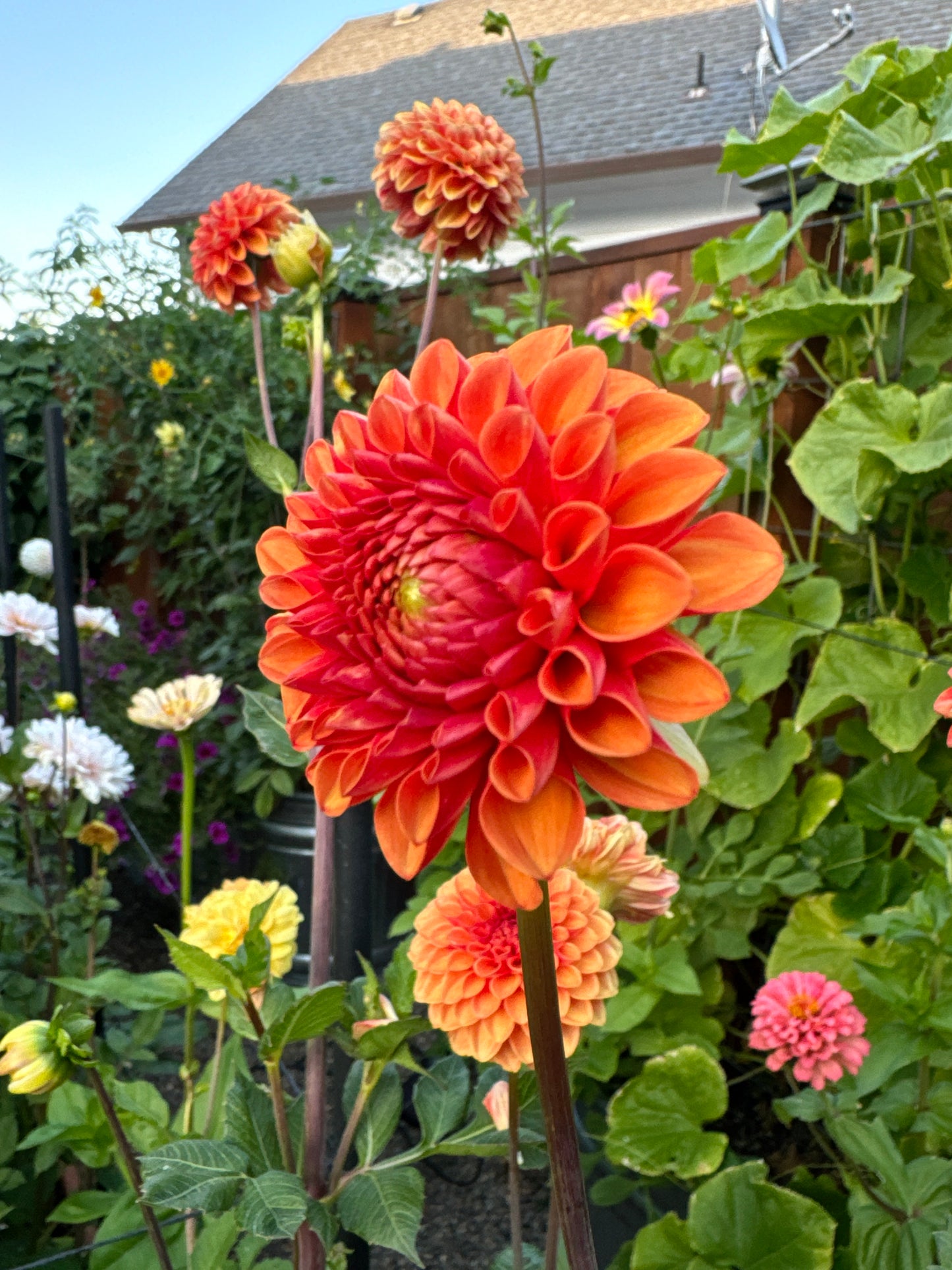 Valley Rust Bucket Dahlia Tuber