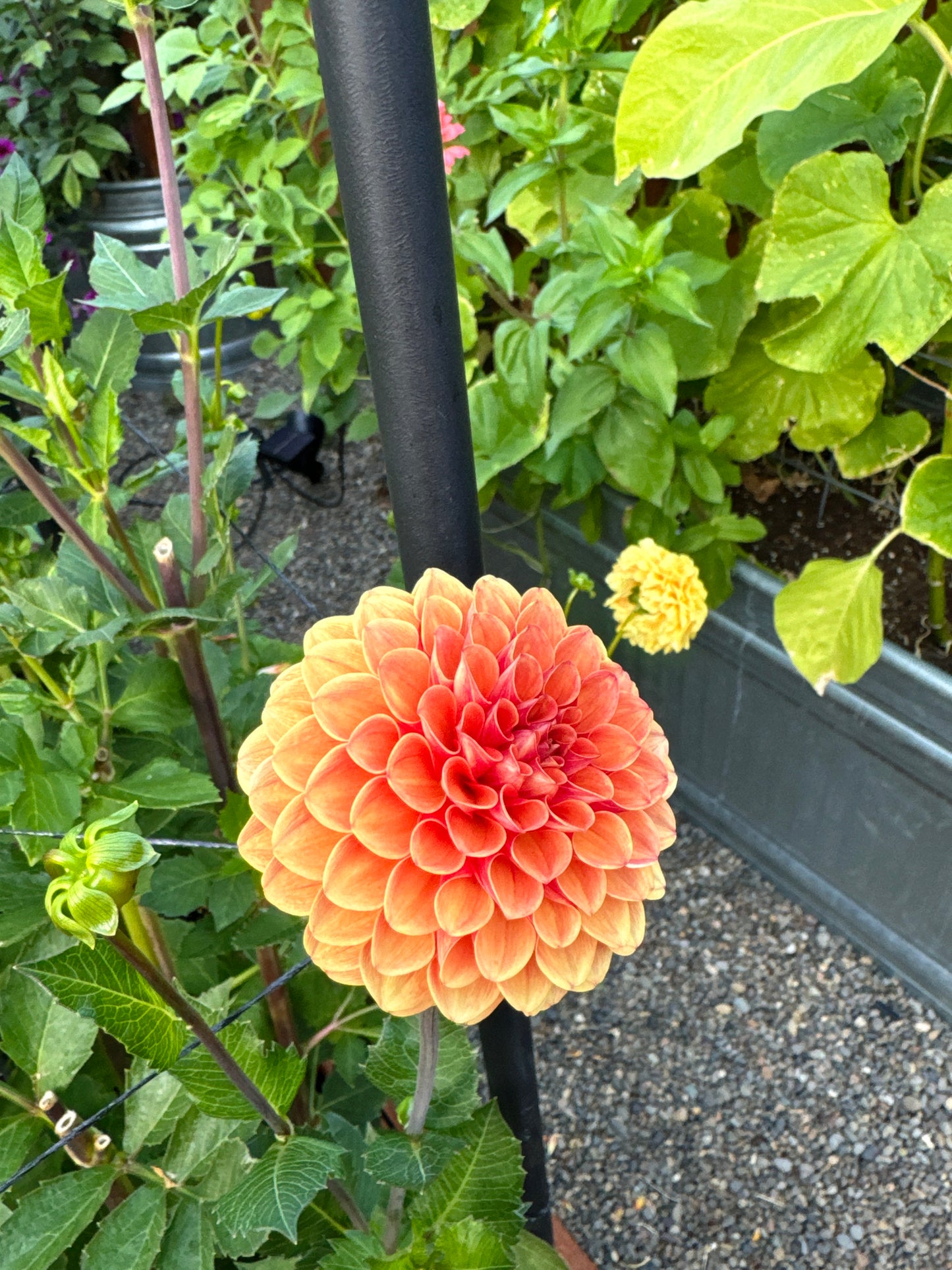 Valley Rust Bucket Dahlia Tuber