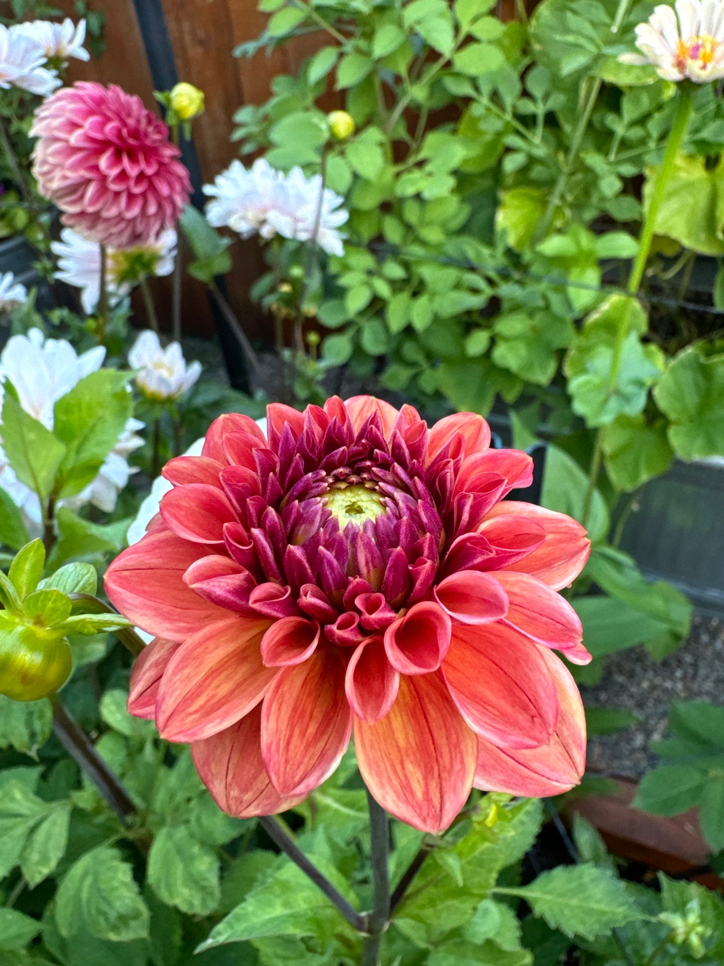 Ice Tea Dahlia Tuber