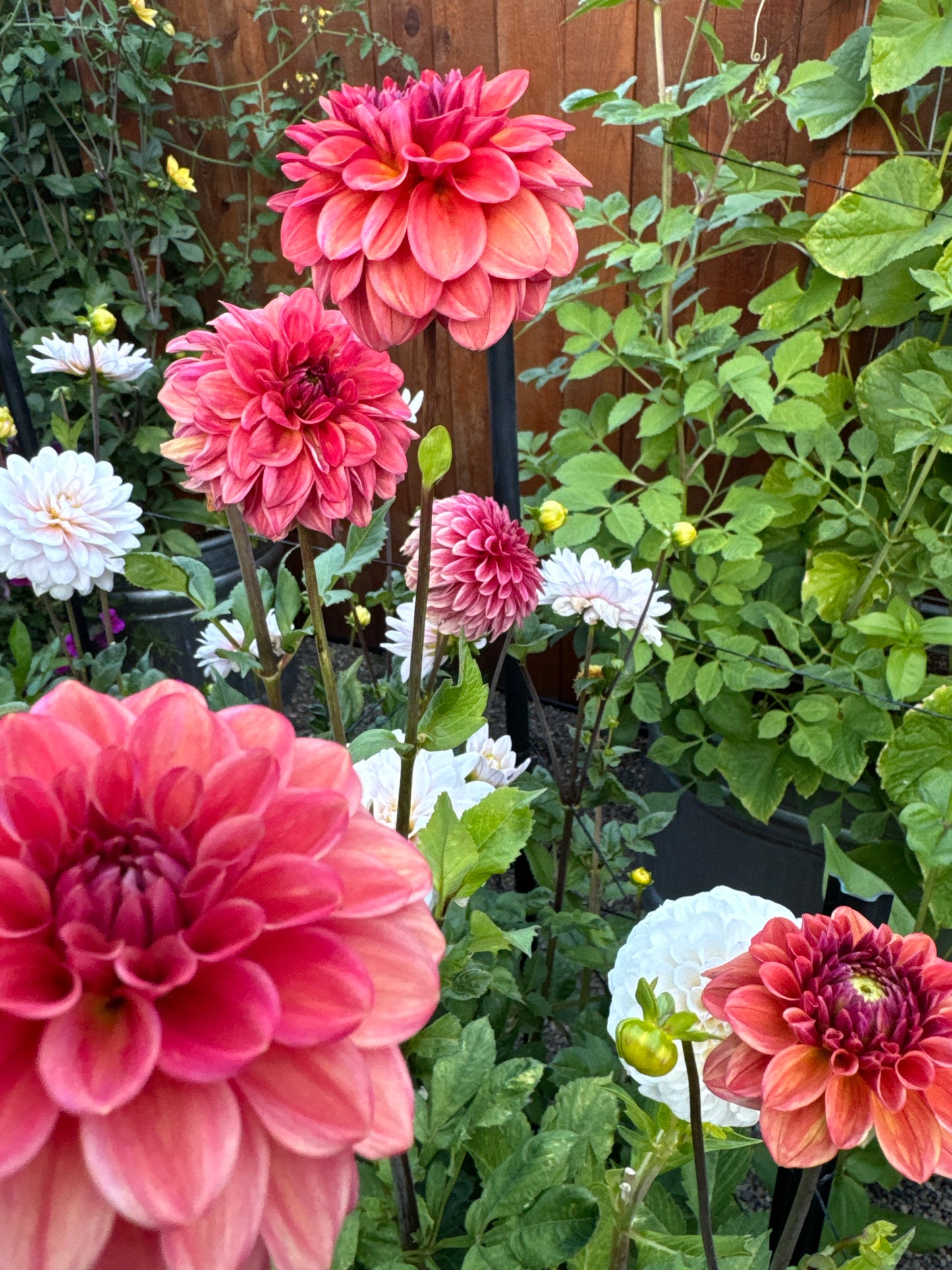 Ice Tea Dahlia Tuber