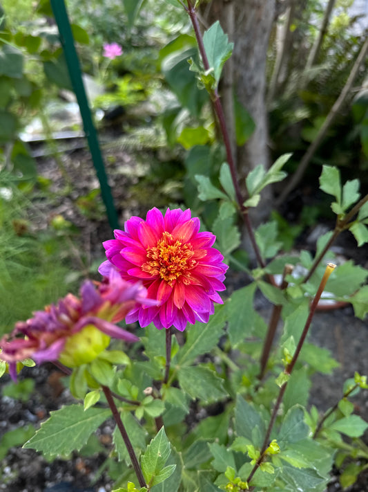 Wannabee Dahlia Tuber