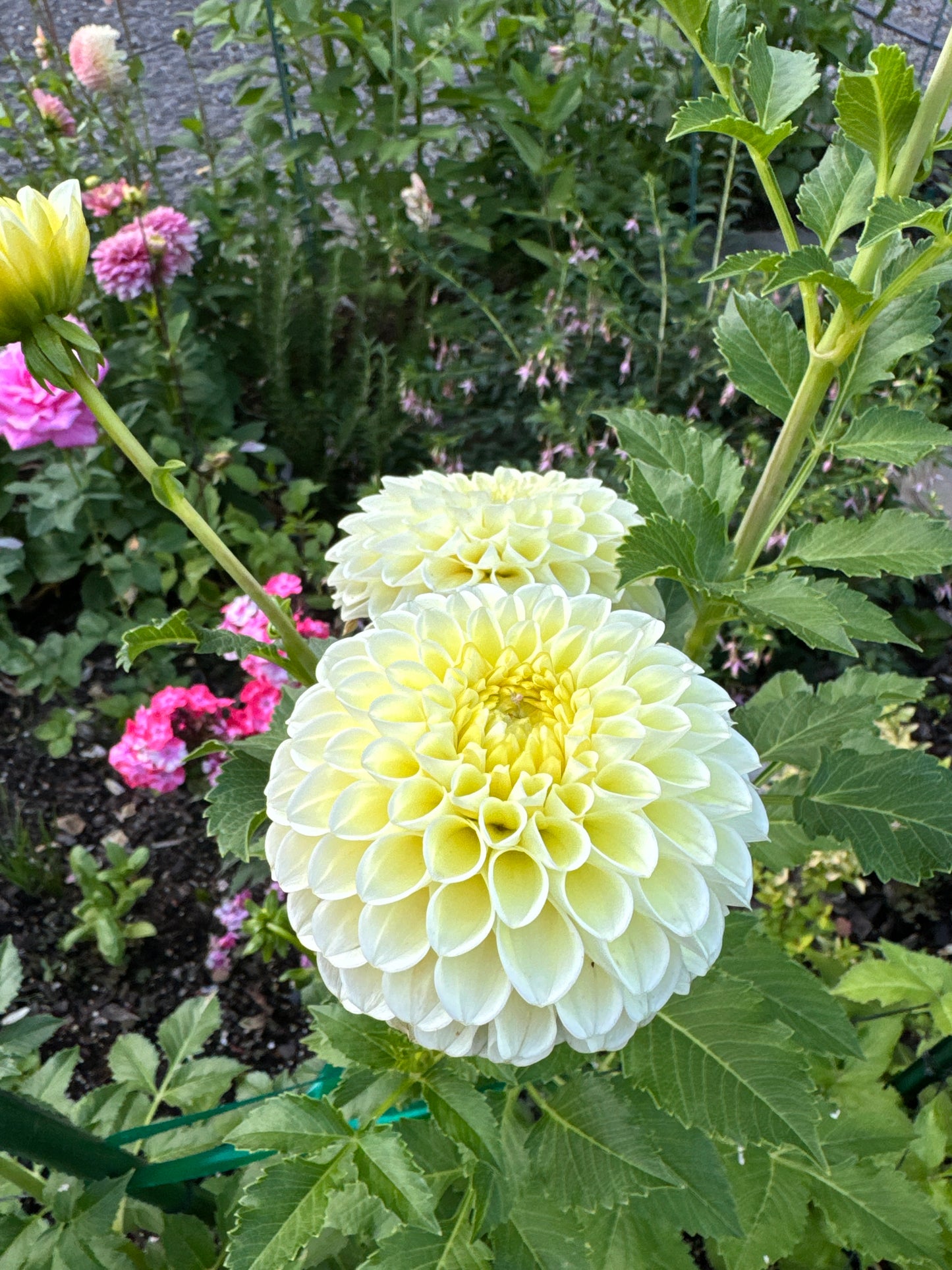 MM Buttercream Dahlia Tuber