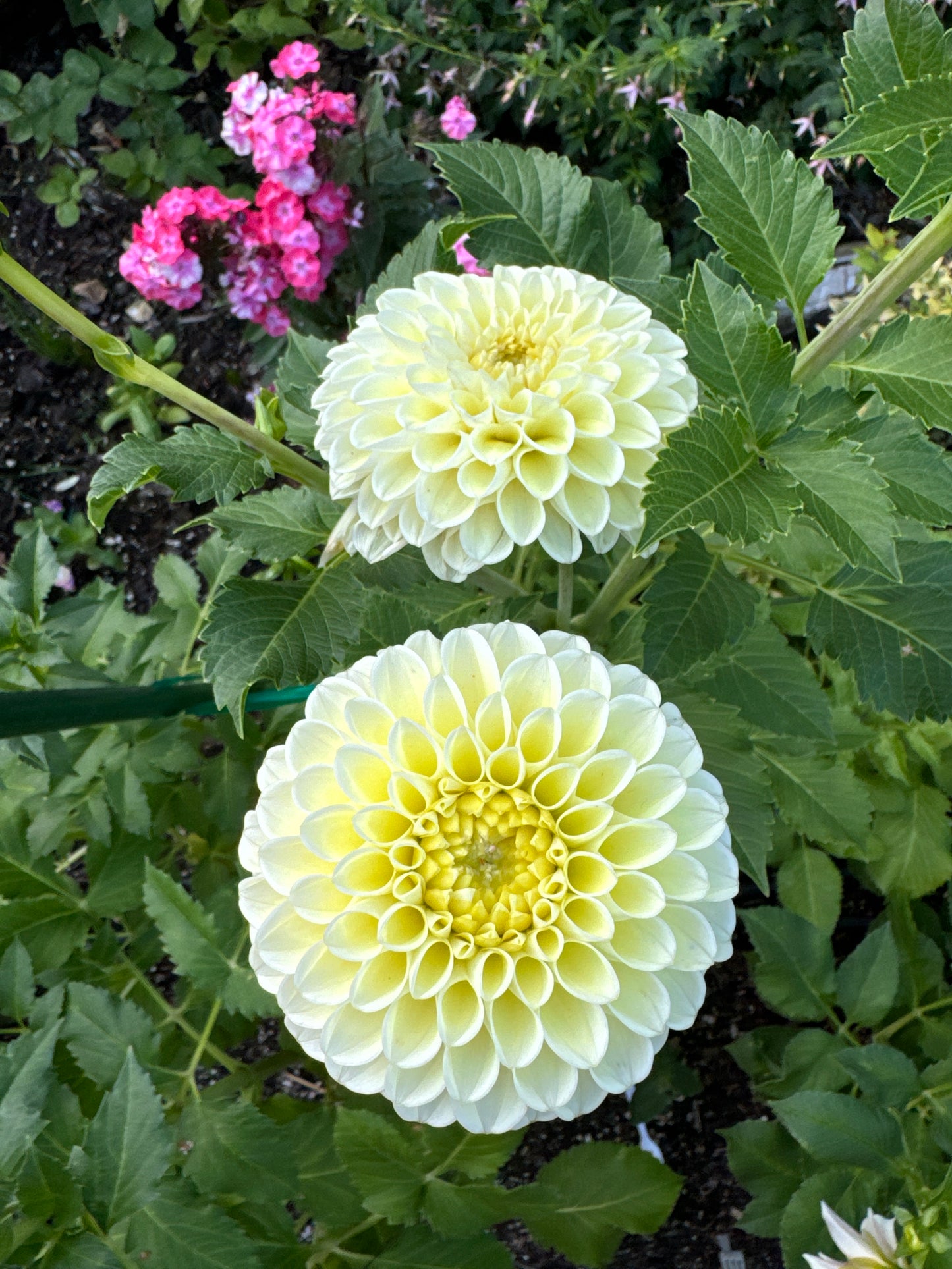 MM Buttercream Dahlia Tuber