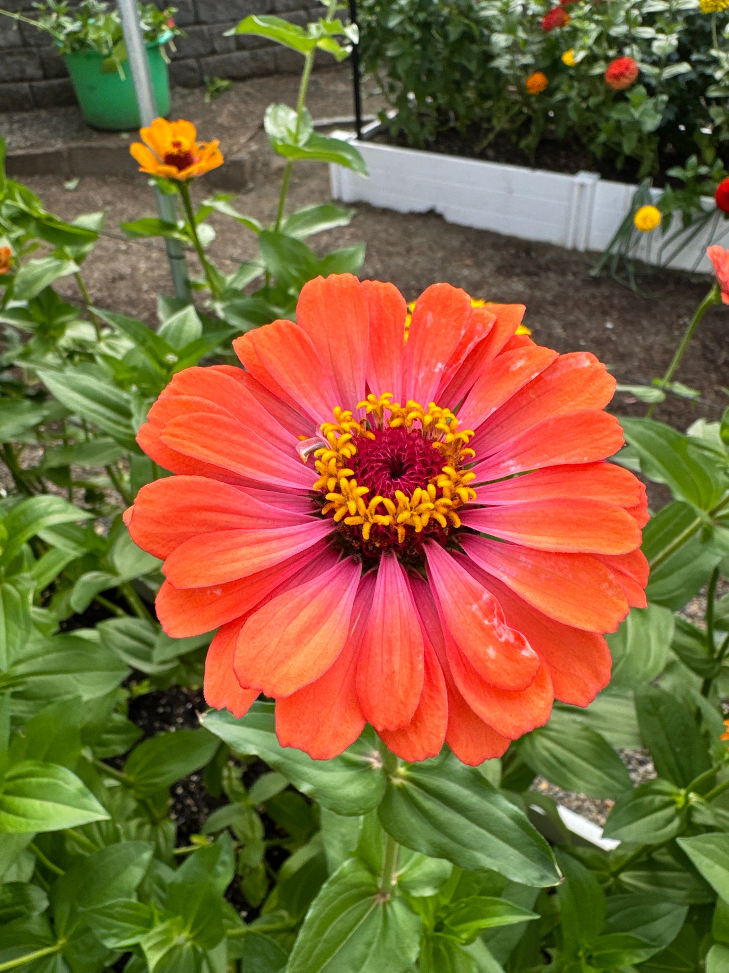 Sherbet Day Dreams Zinnia Mix *Limit One Per Household*