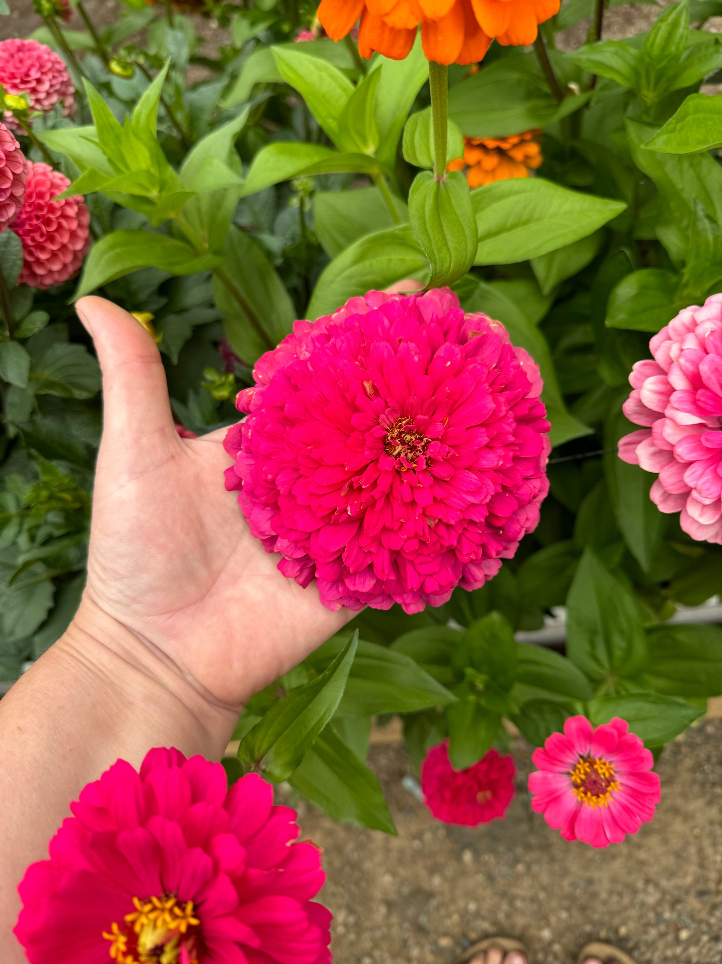 Ak's Bon Bon Mix Zinnia Seeds