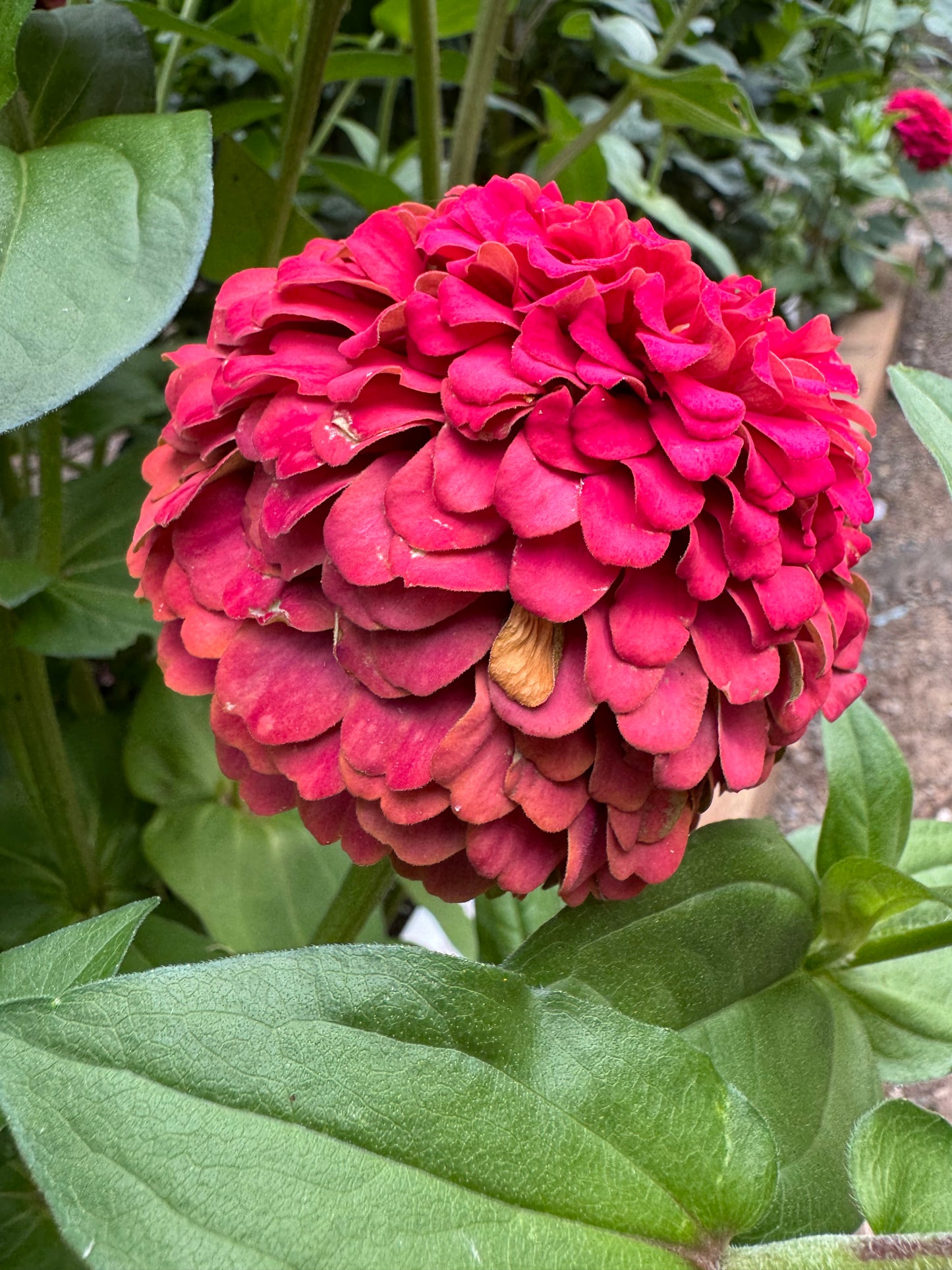 Raspberry Bon Bon Zinnia Seeds