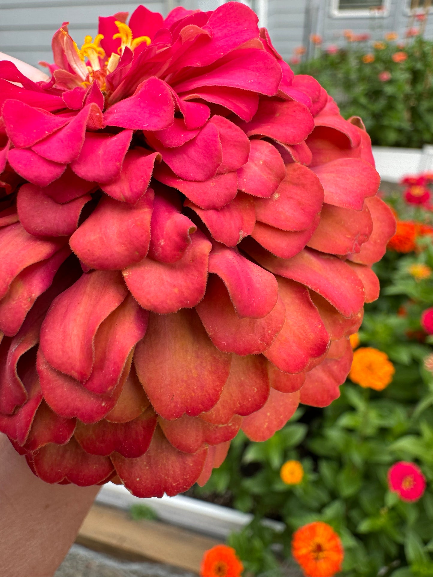 Raspberry Bon Bon Zinnia Seeds