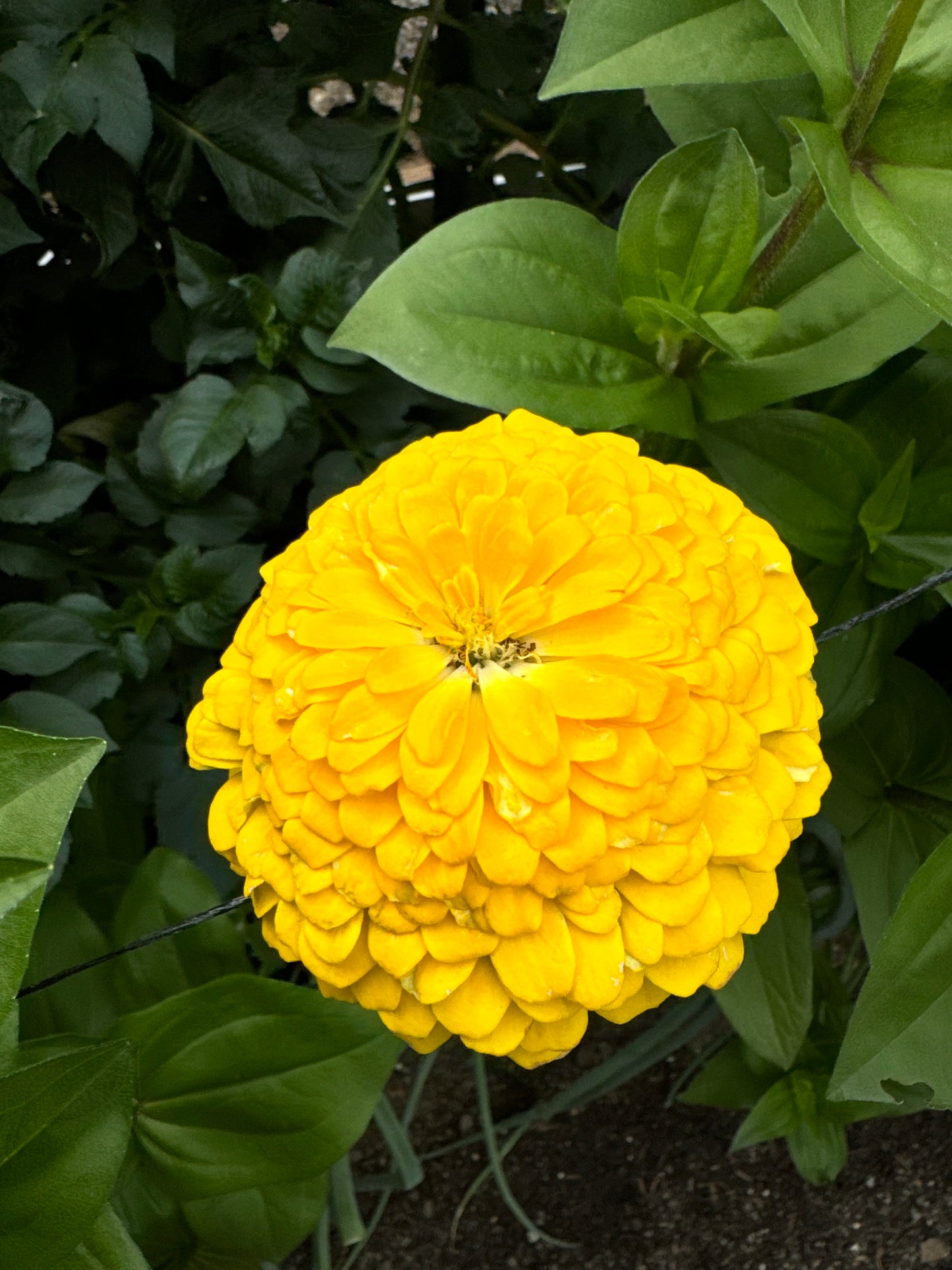 Mostly Mustard Zinnia Mix