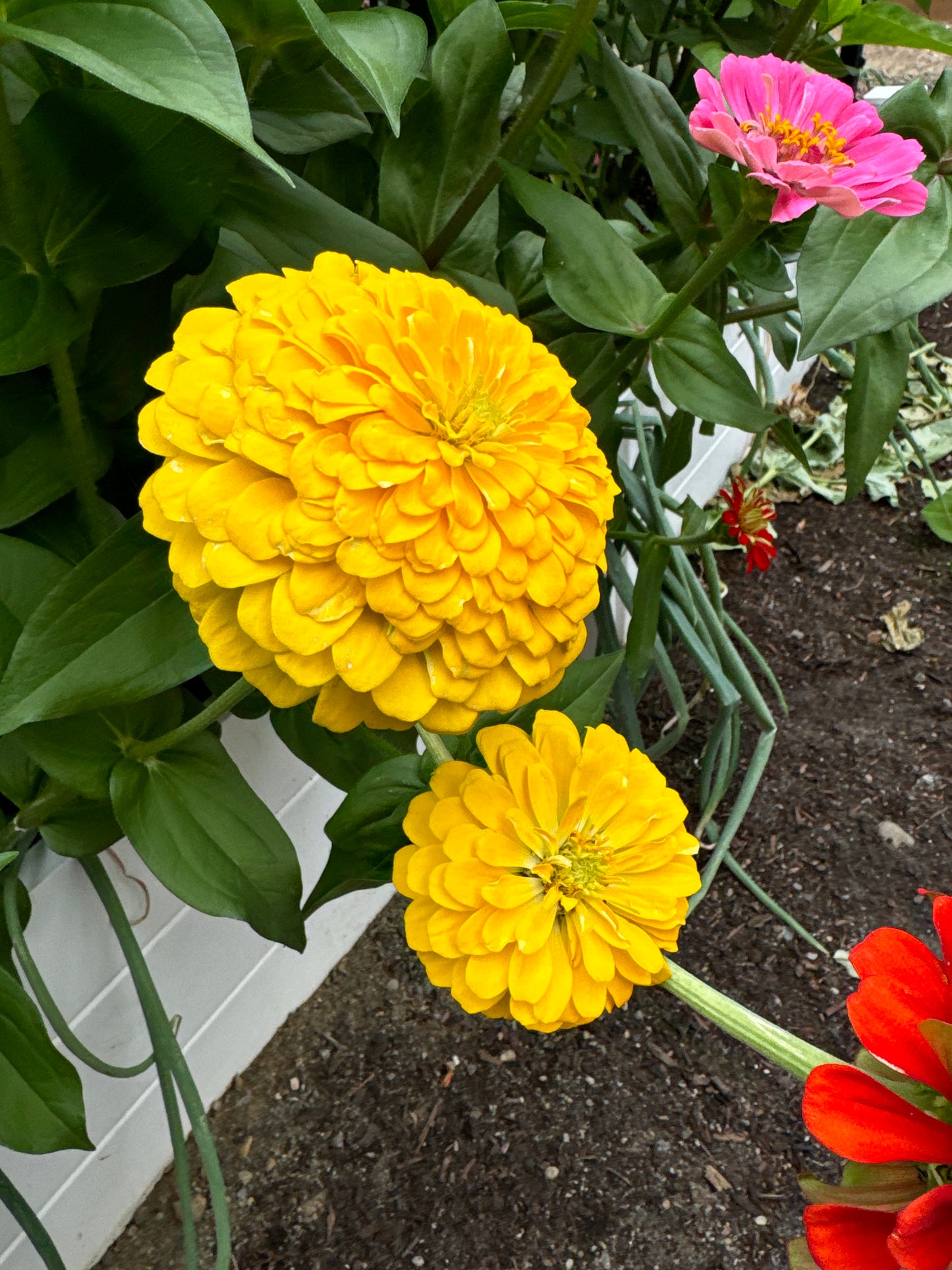 Mostly Mustard Zinnia Mix