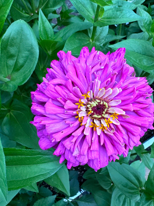 Princess Petticoats Mix Zinnia Seeds