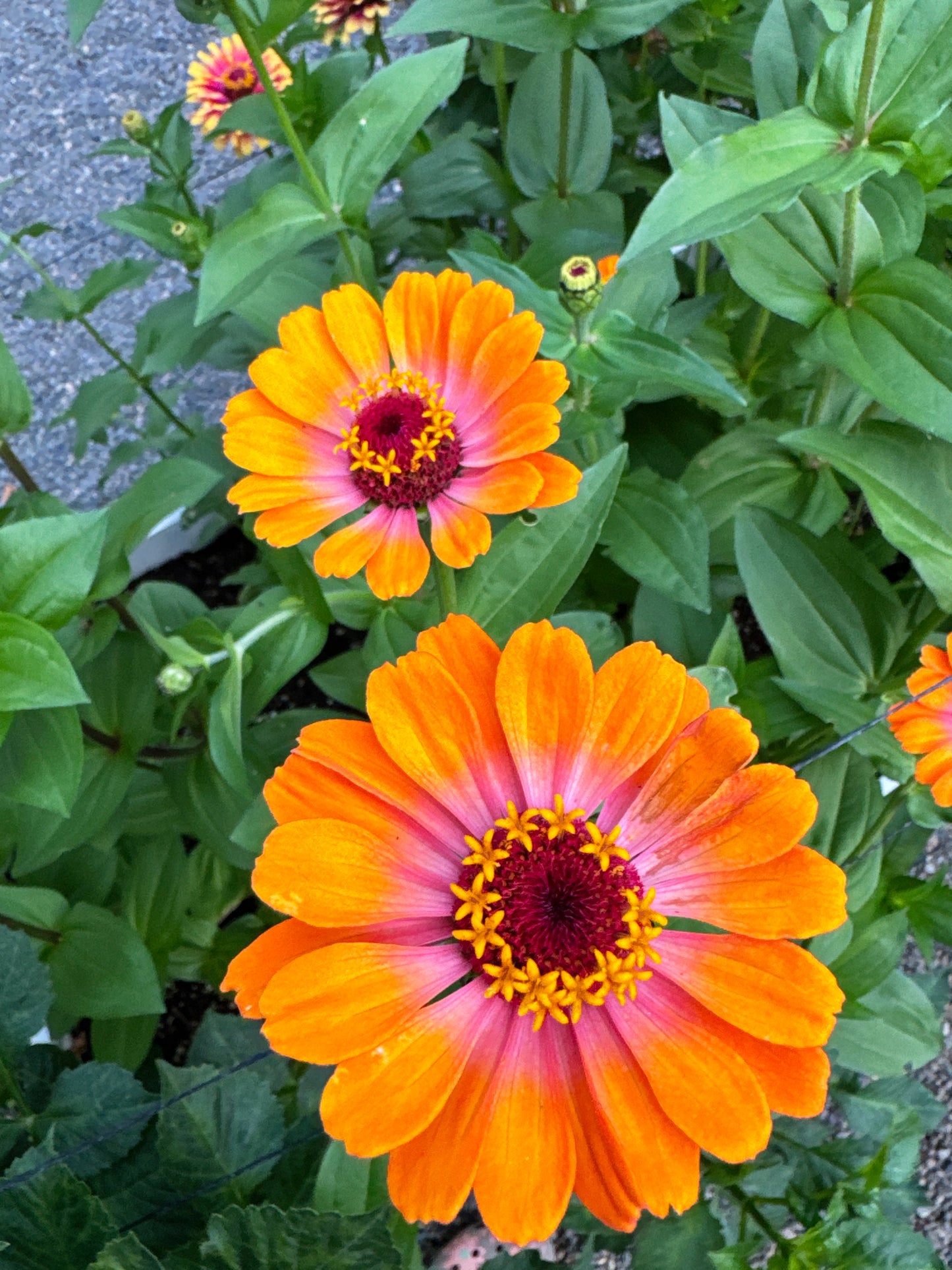 Zillions of Zinnias Mix