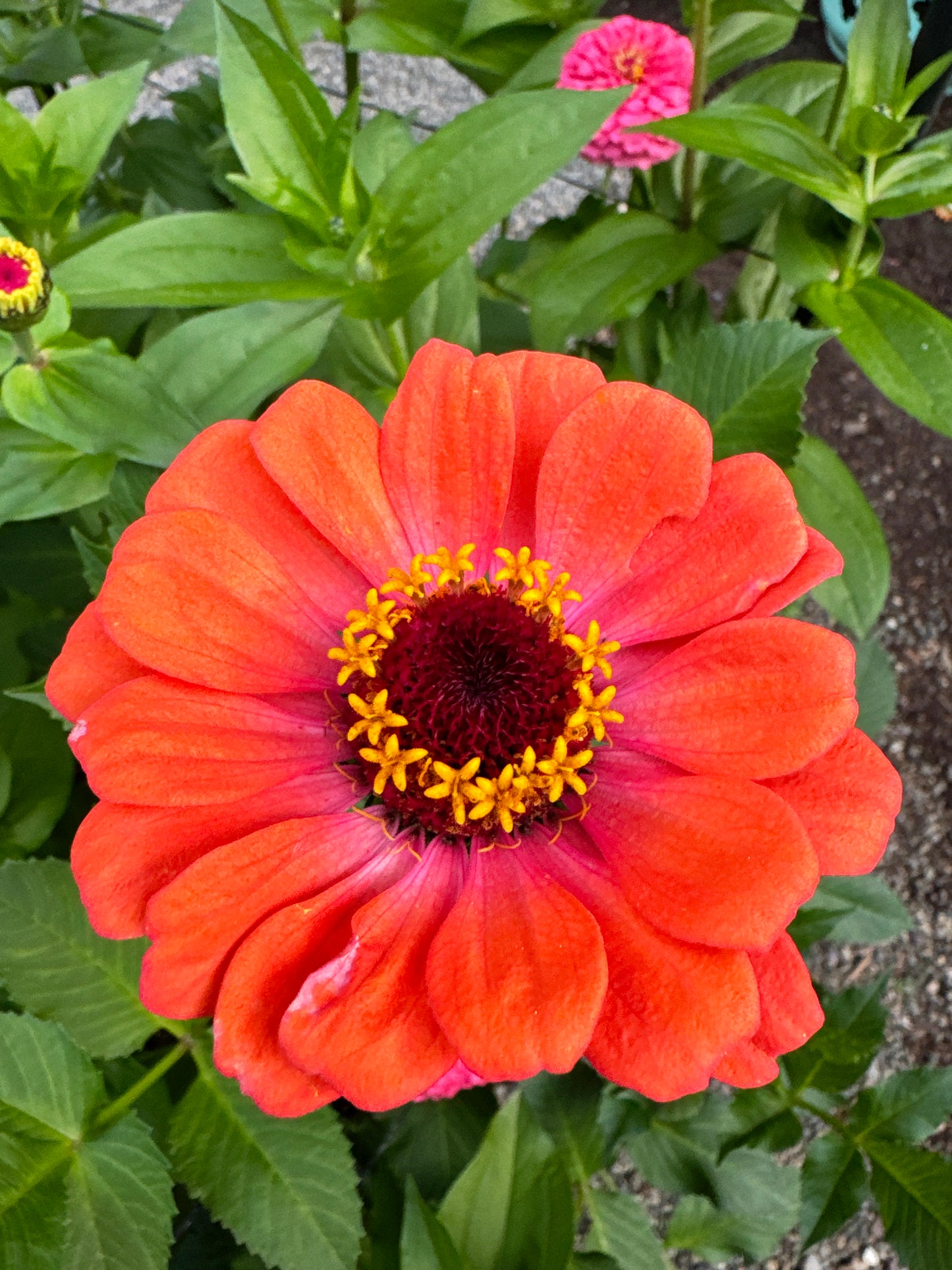Sherbet Day Dreams Zinnia Mix *Limit One Per Household*