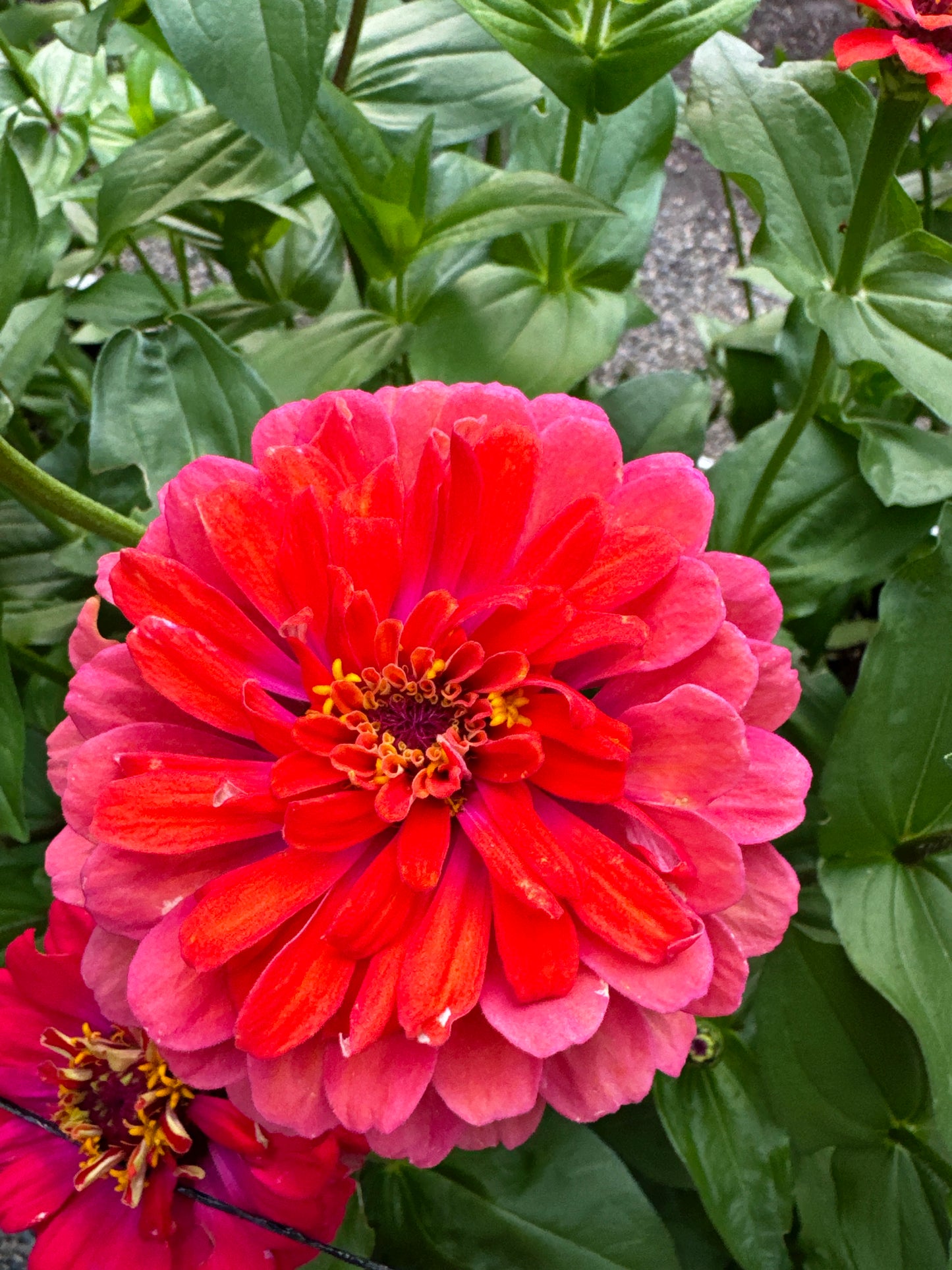 Blazing Sunset Zinnia MIx