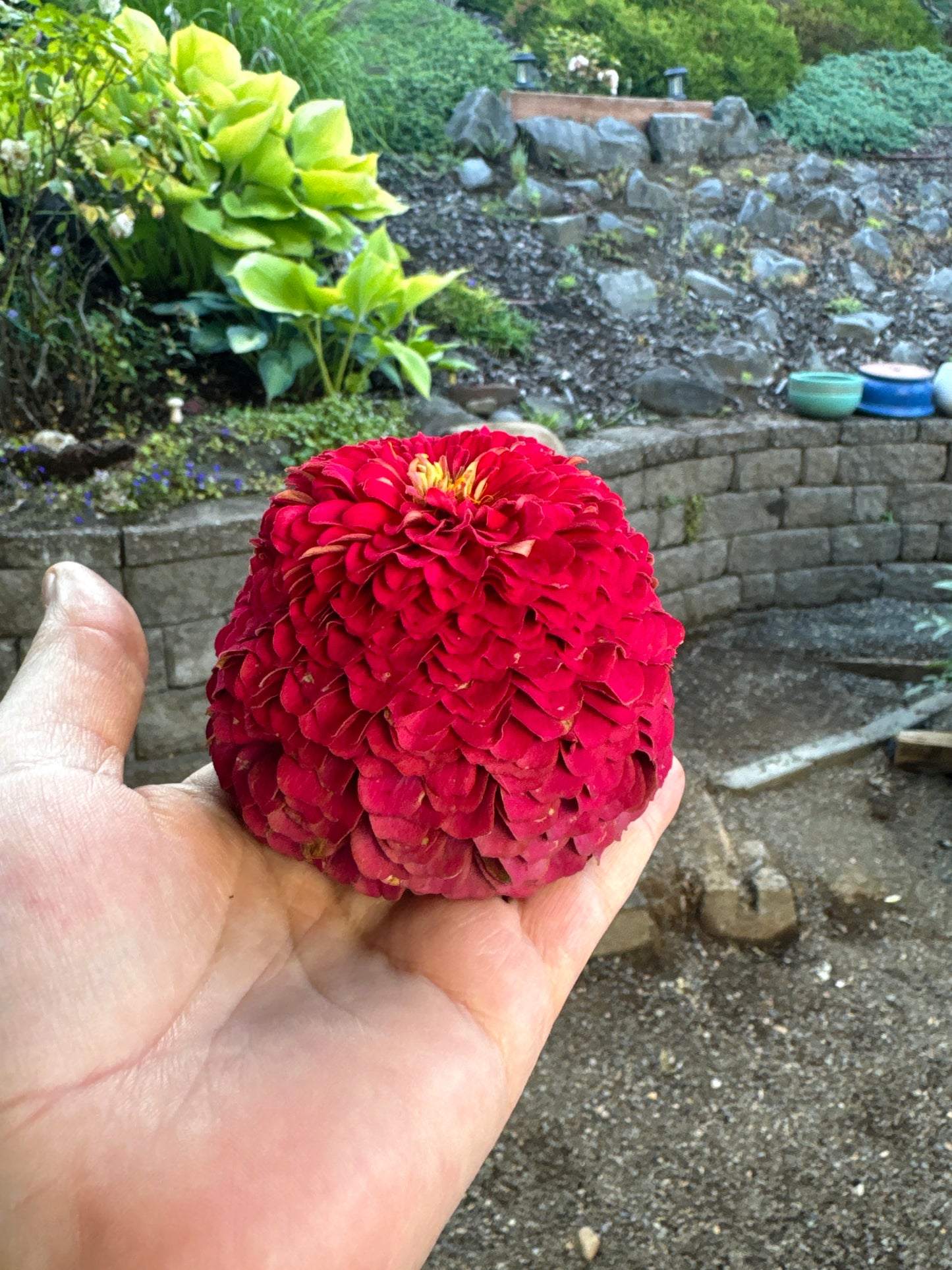Zillions of Zinnias Mix