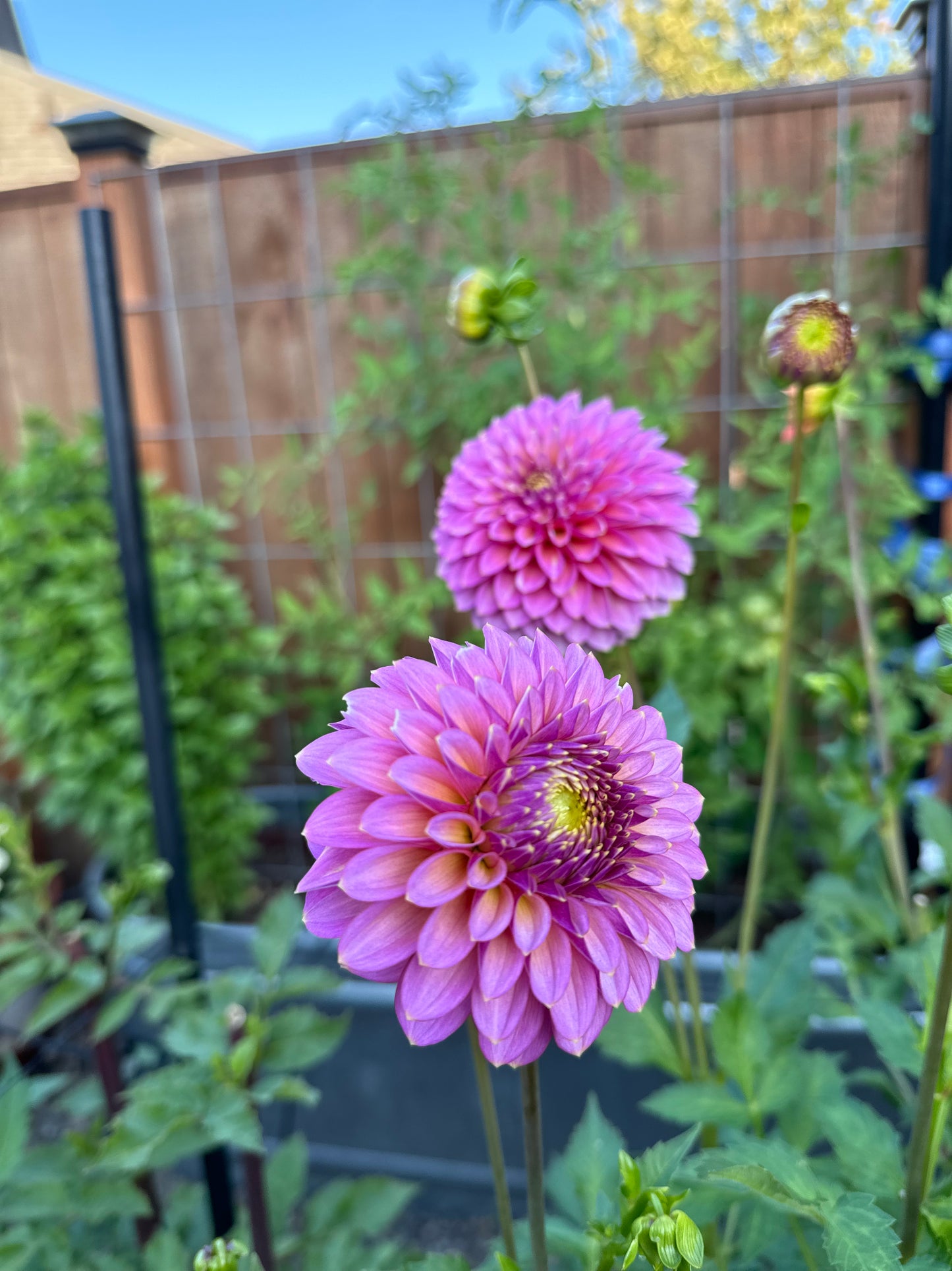 Skipley Spot of Gold Dahlia Tuber