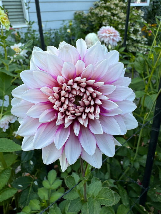 A La Rose Dahlia Tuber