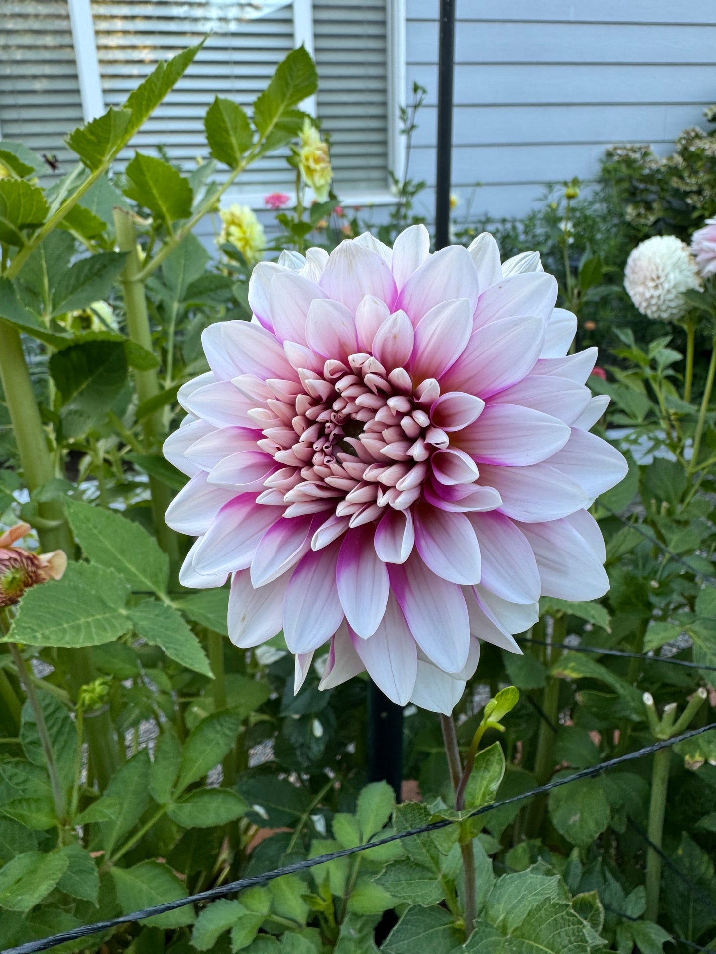 A La Rose Dahlia Tuber