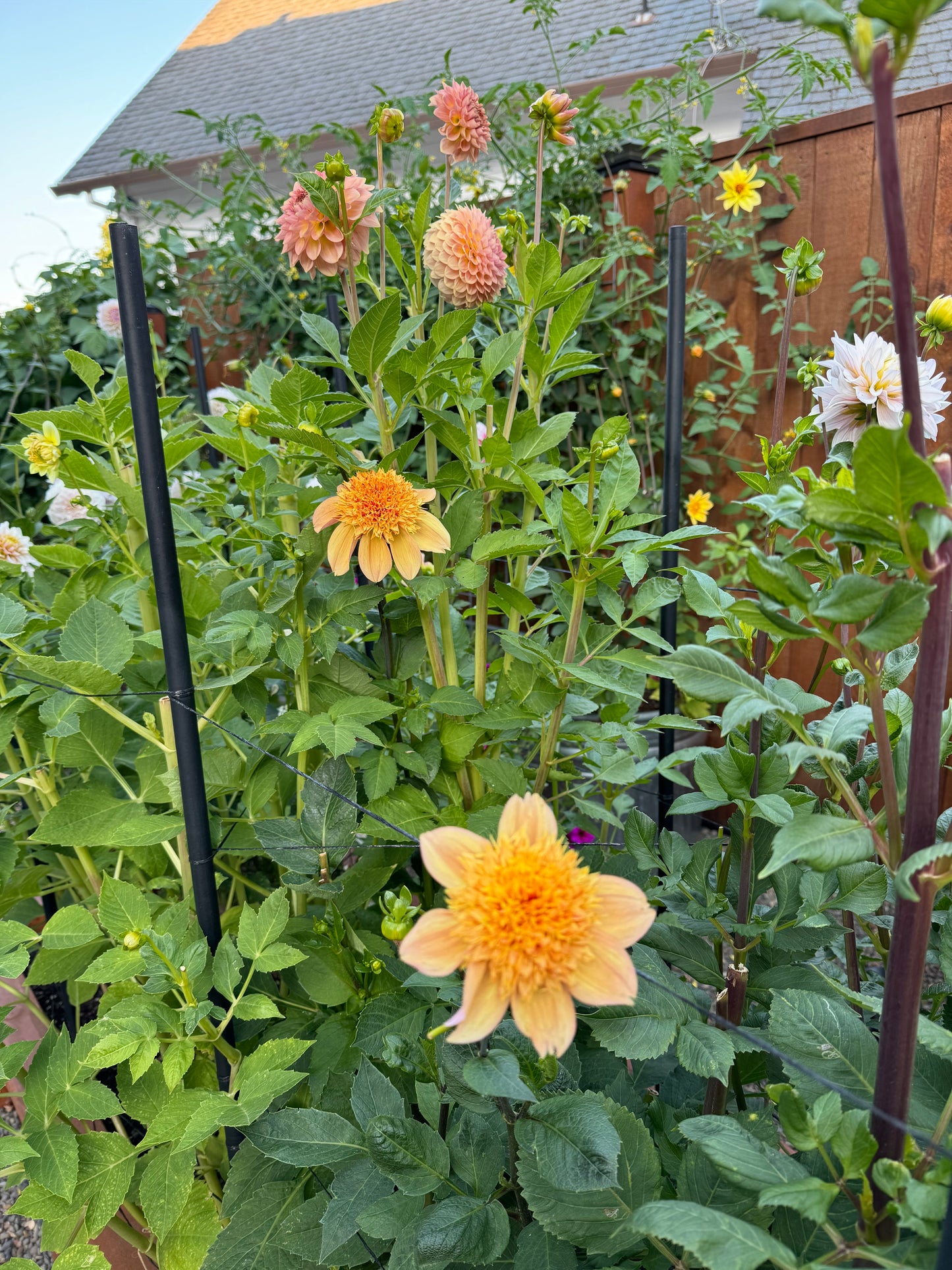 Sandia Brocade Dahlia Tuber