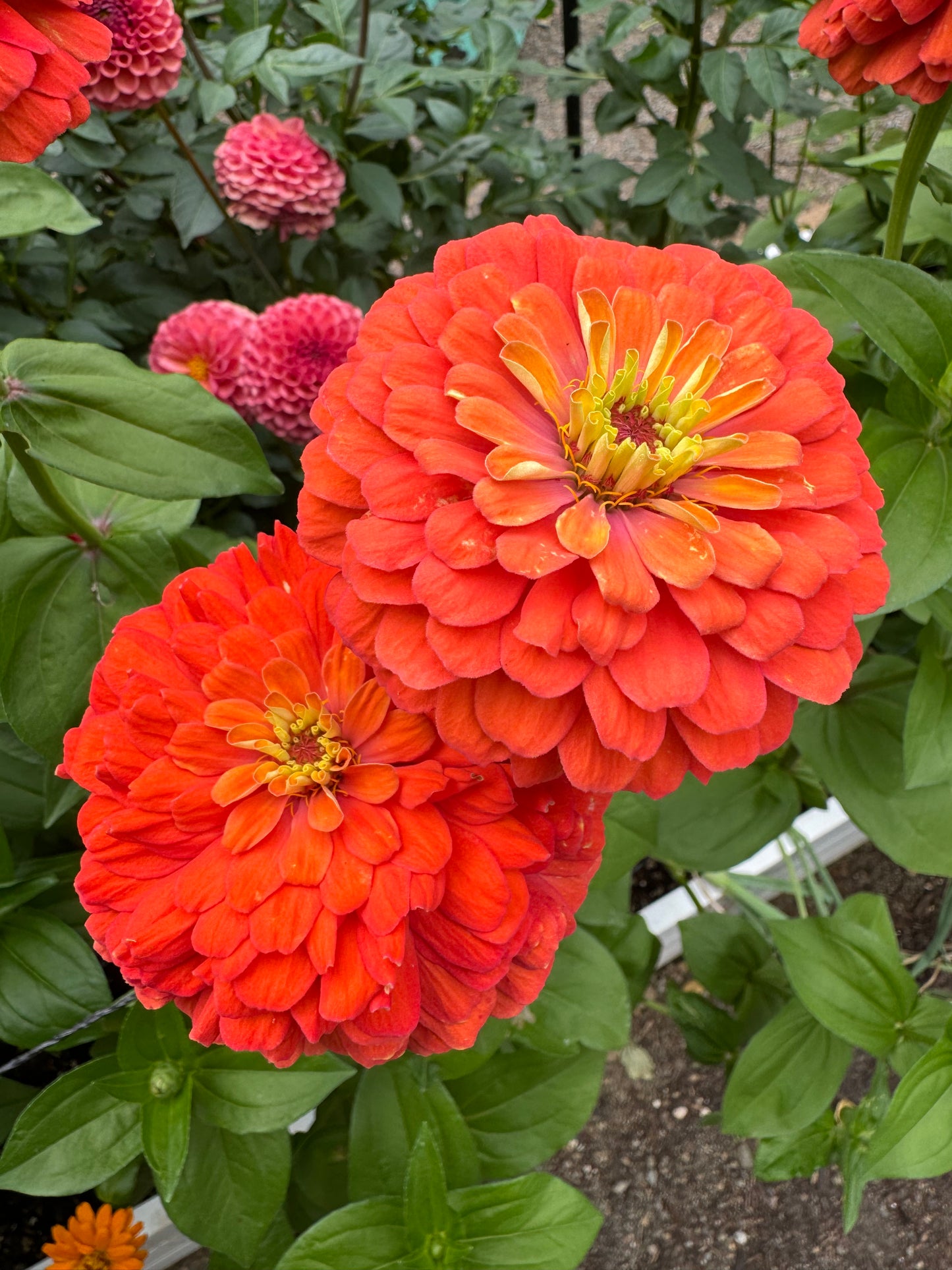 Mostly Mustard Zinnia Mix