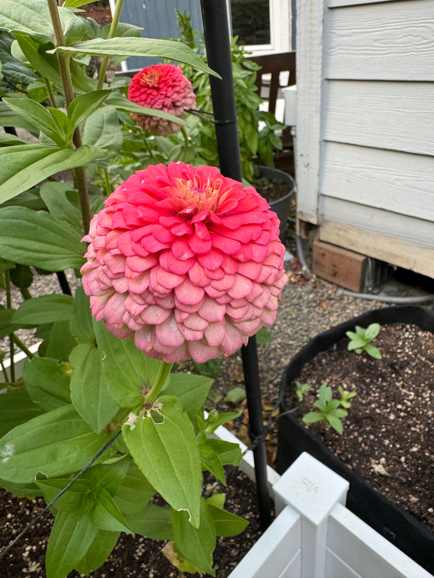 Strawberry Bon Bon Zinnia Seeds