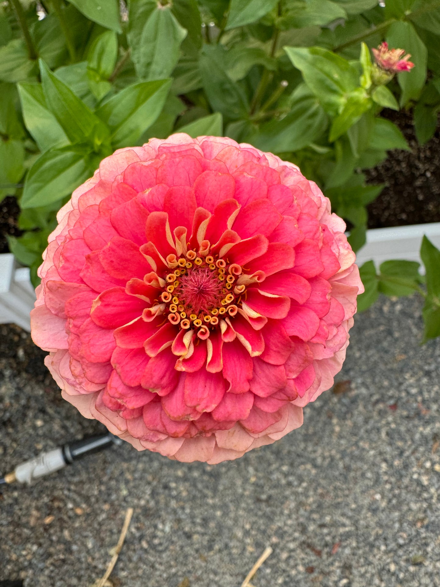 Strawberry Bon Bon Zinnia Seeds