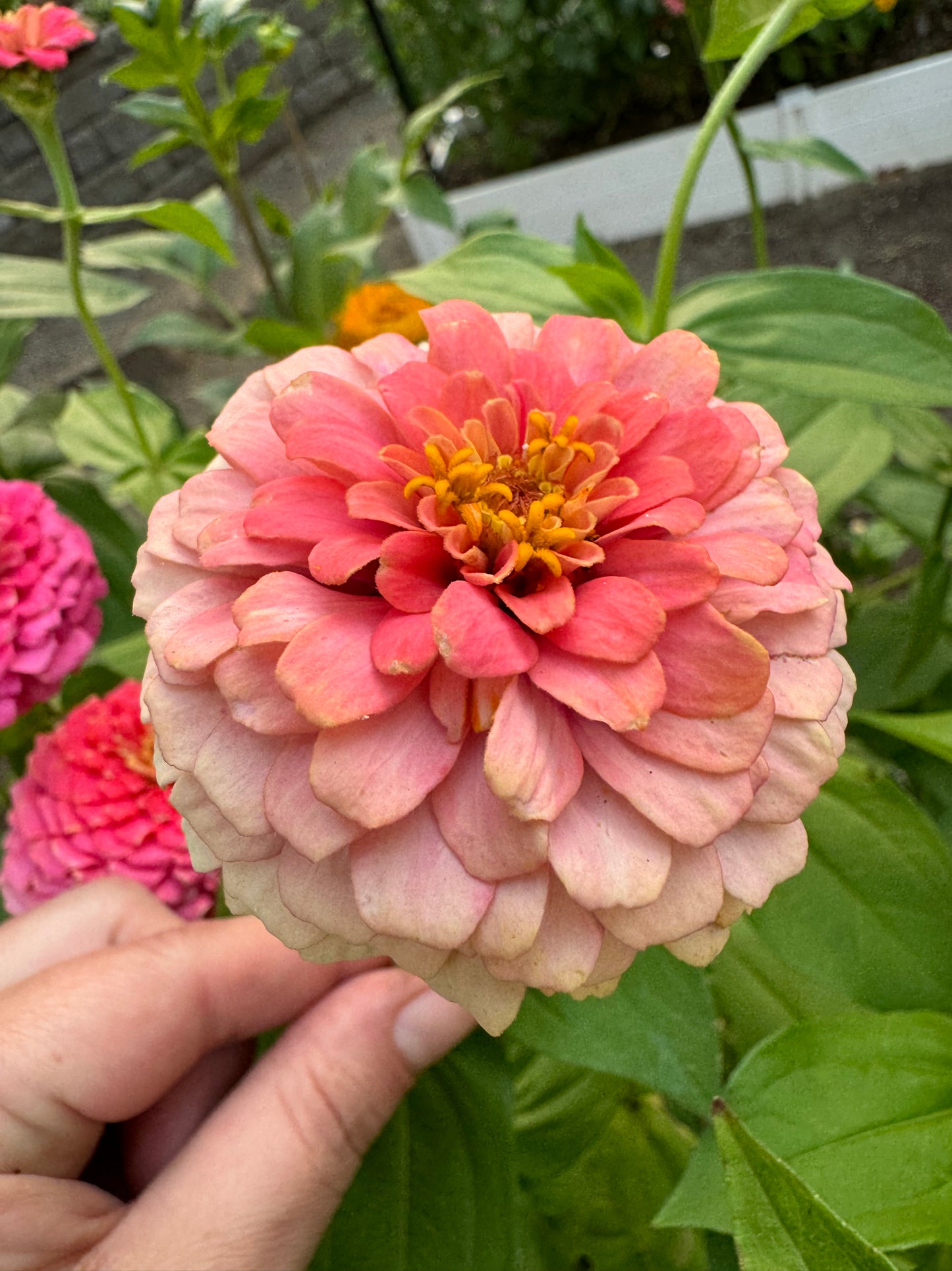 Strawberry Bon Bon Zinnia Seeds