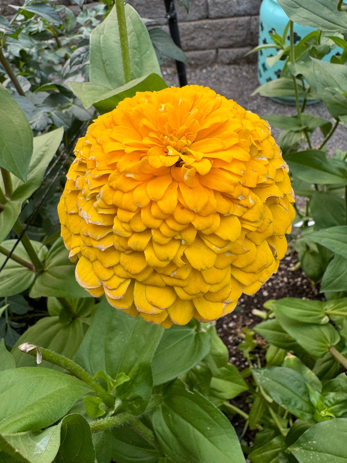 Mostly Mustard Zinnia Mix