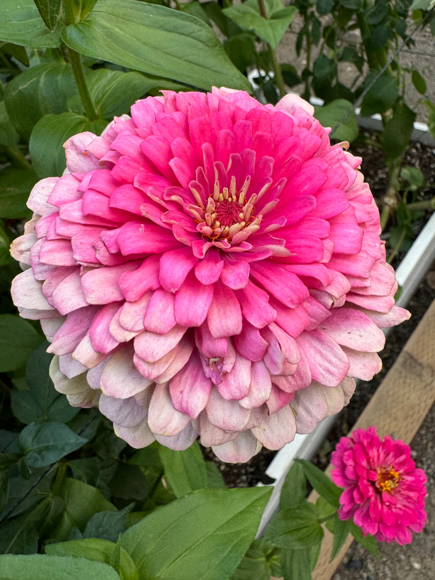 Zillions of Zinnias Mix