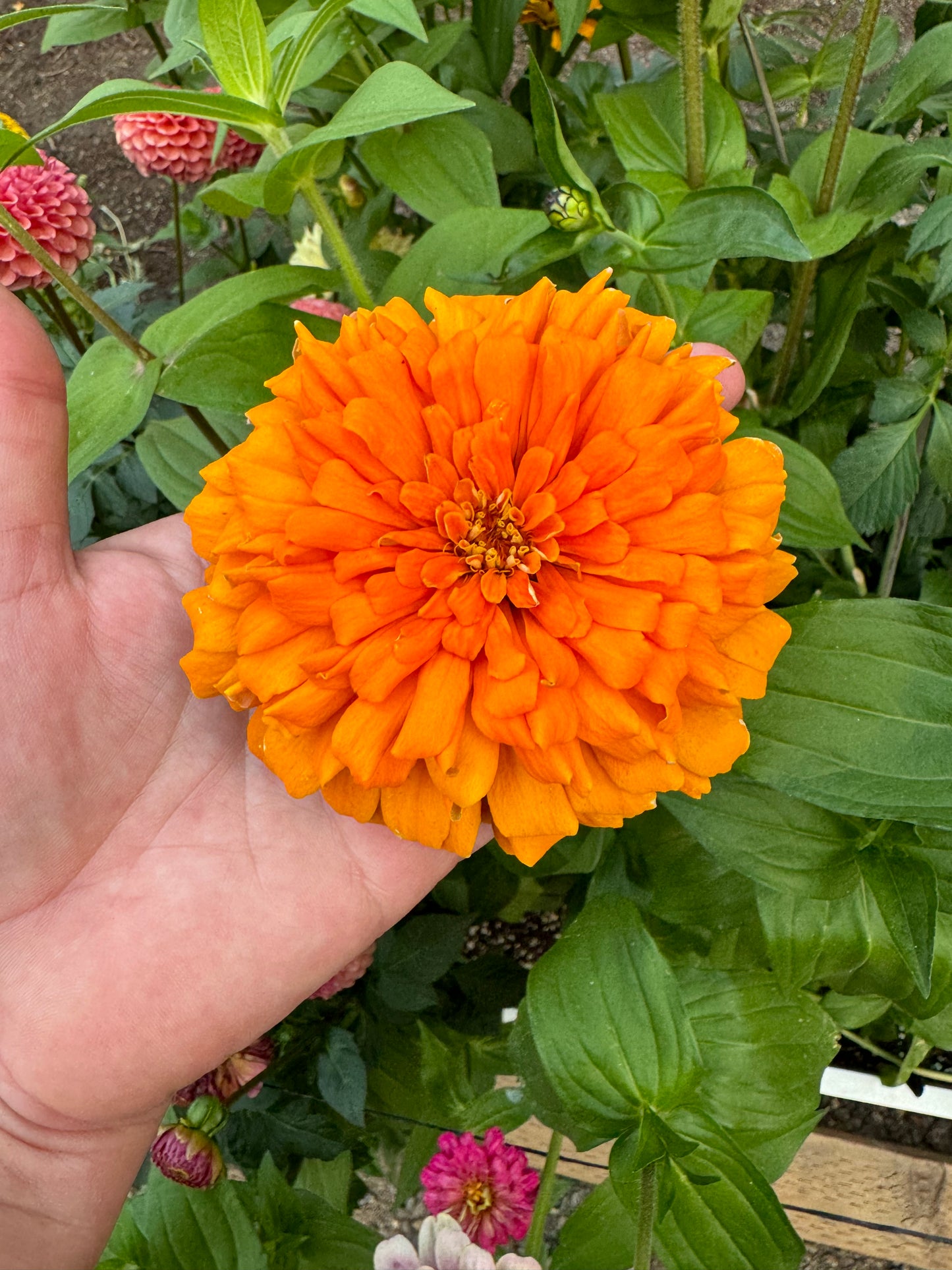 Mostly Mustard Zinnia Mix