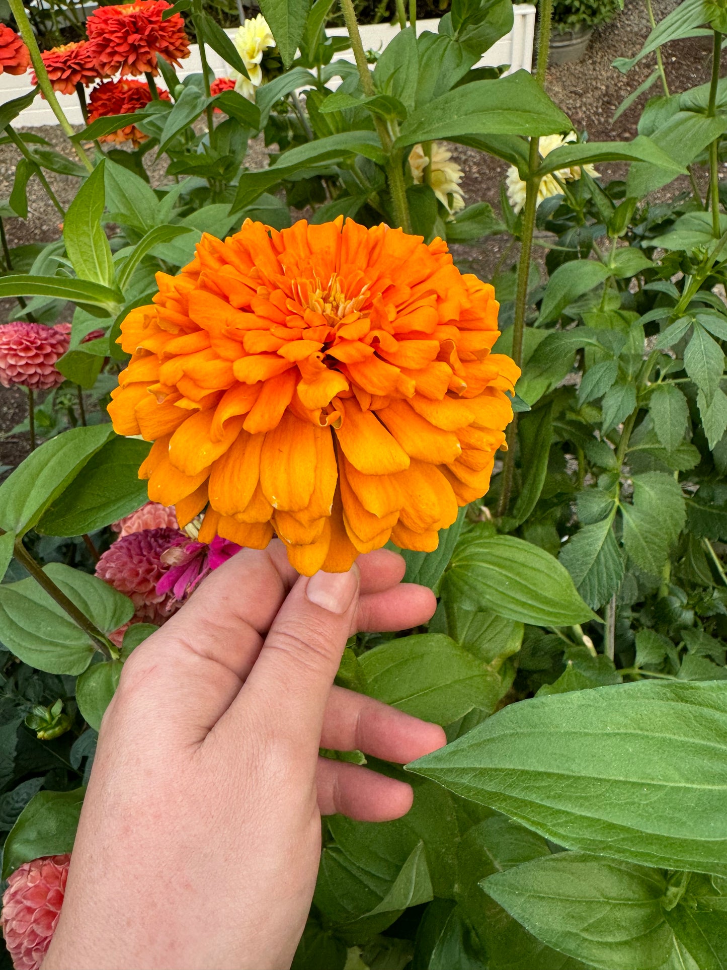 Mostly Mustard Zinnia Mix