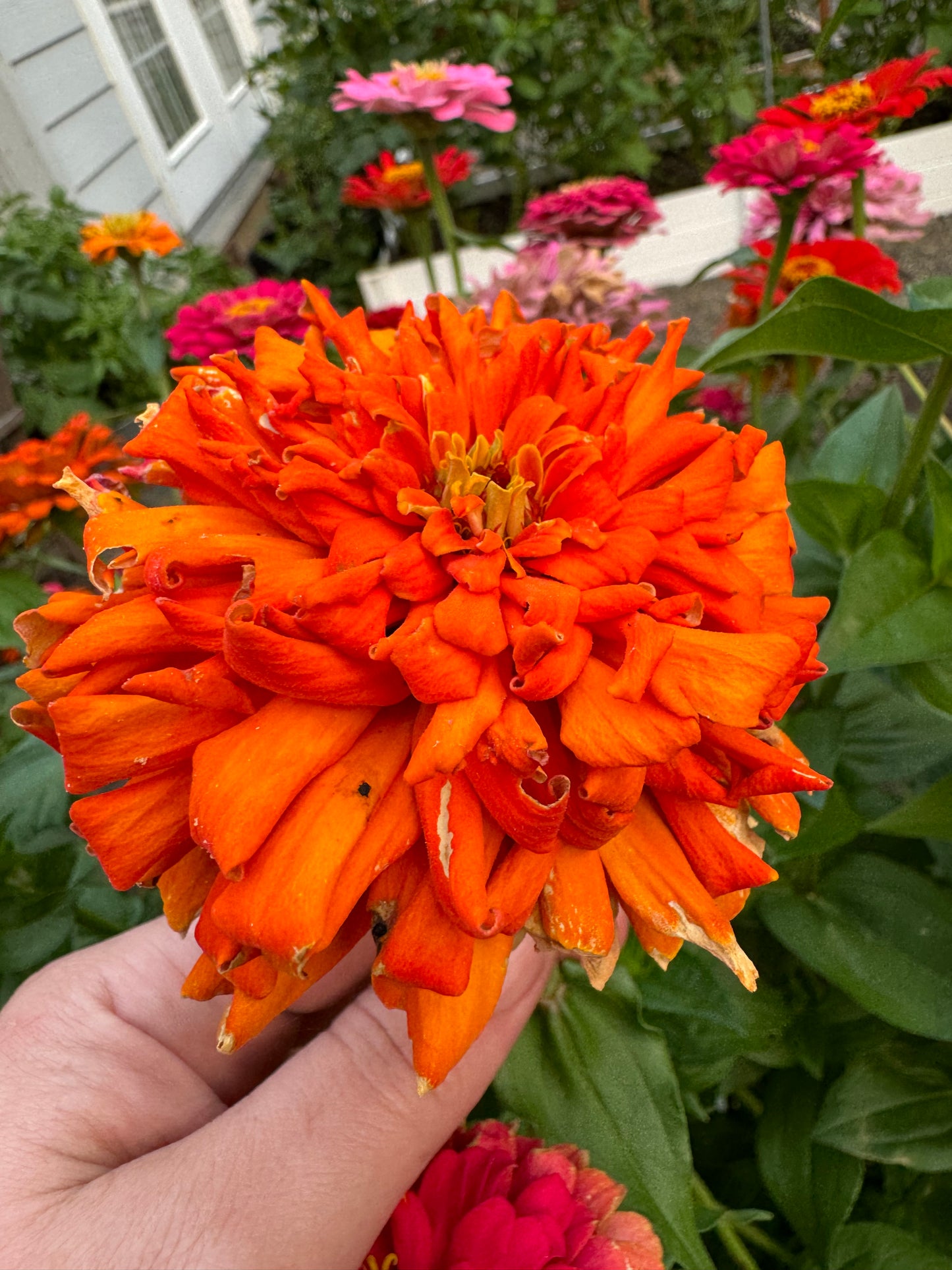 Mostly Mustard Zinnia Mix