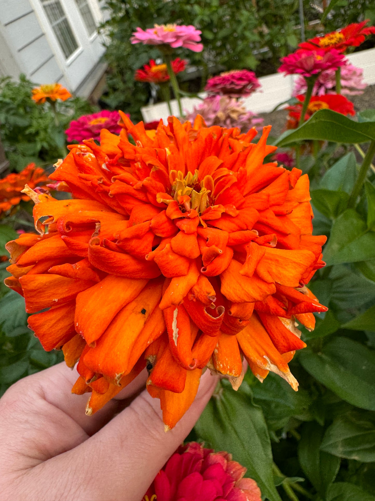 Blazing Sunset Zinnia MIx