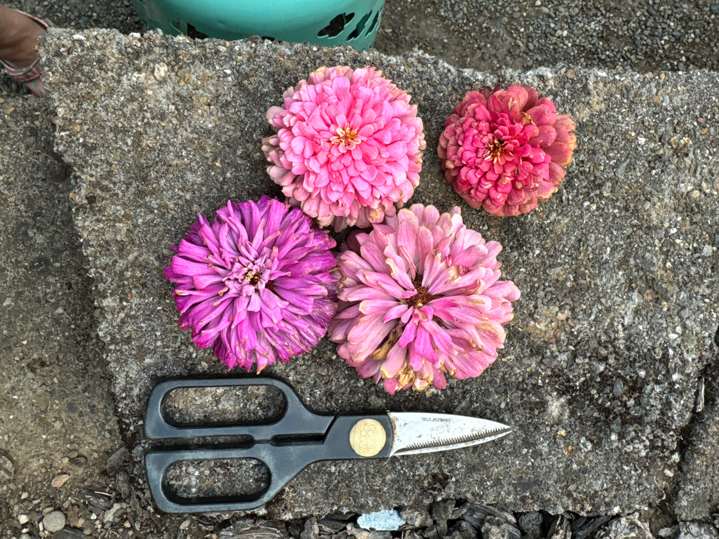 Princess Petticoats Mix Zinnia Seeds