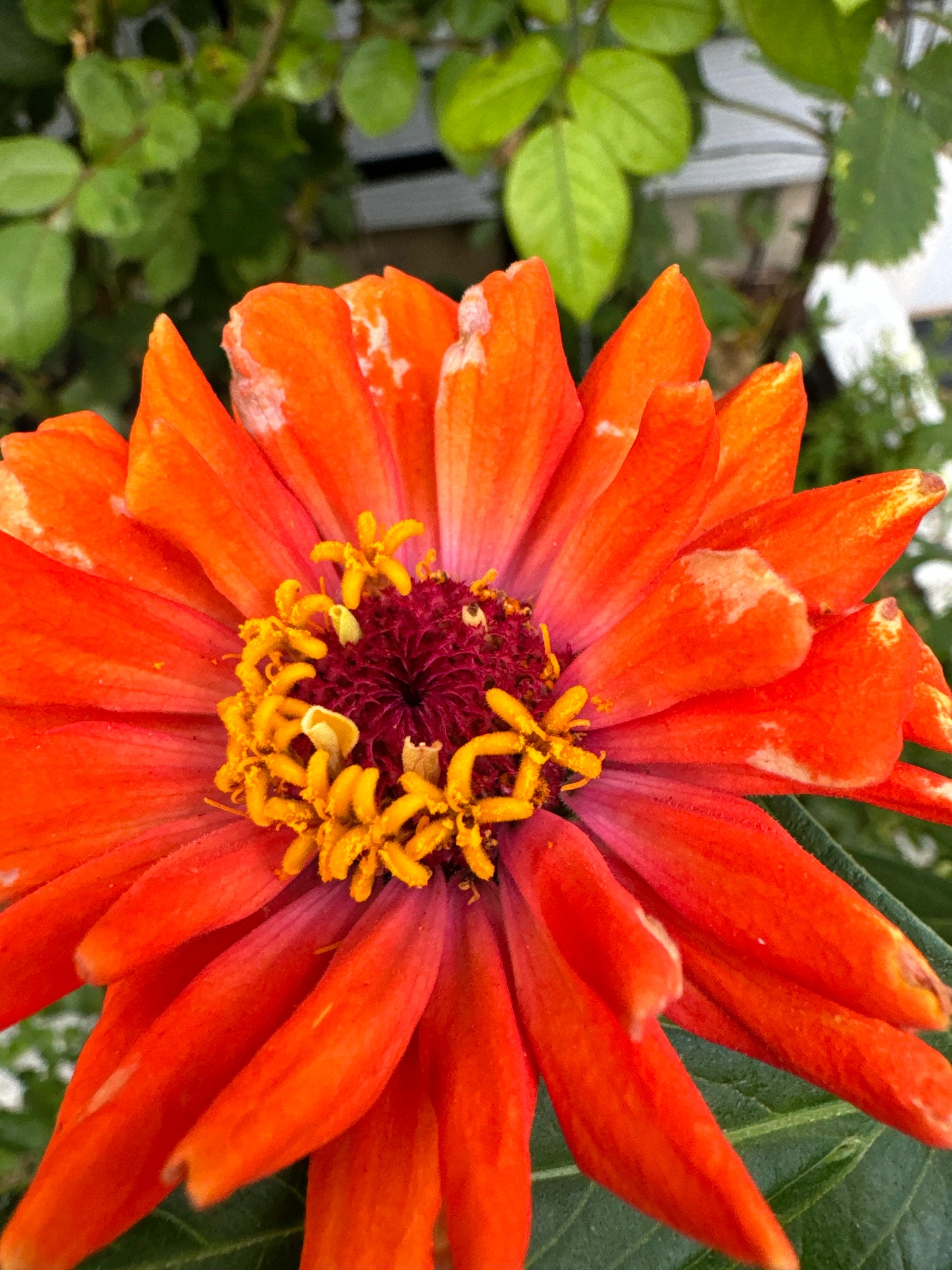 Blazing Sunset Zinnia MIx