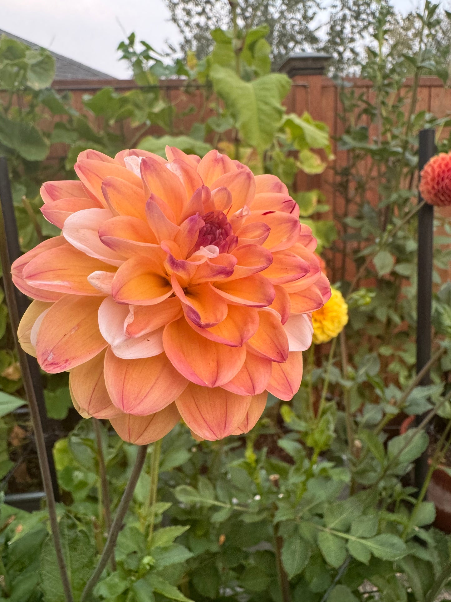 Double Jill Dahlia Tuber