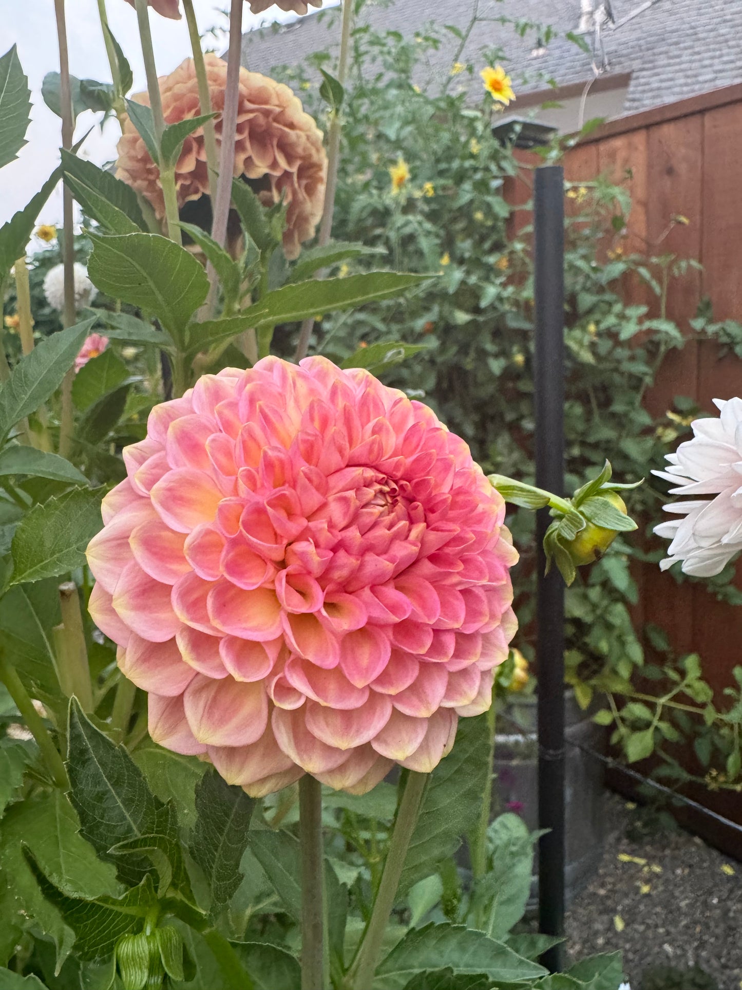 20th Ave Softer Peach Dahlia Tuber