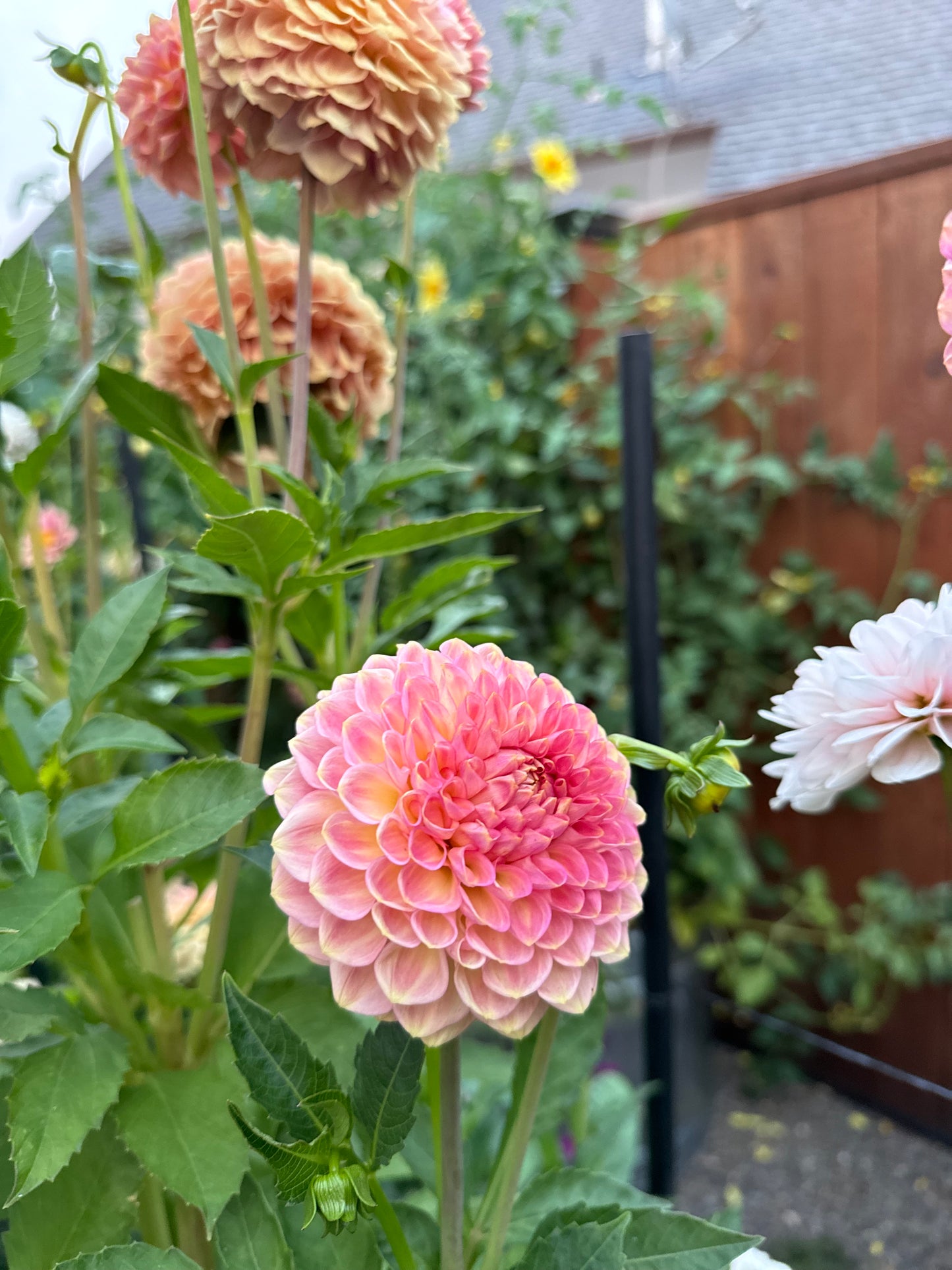 20th Ave Softer Peach Dahlia Tuber