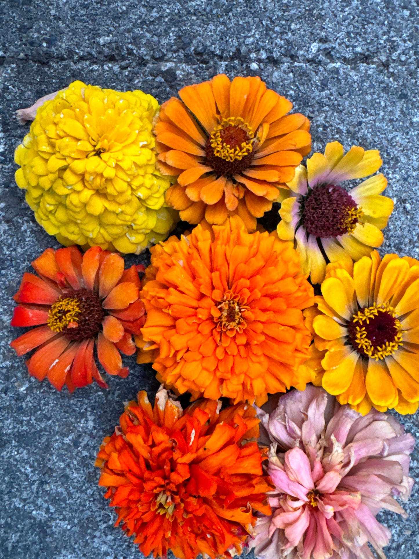 Mostly Mustard Zinnia Mix