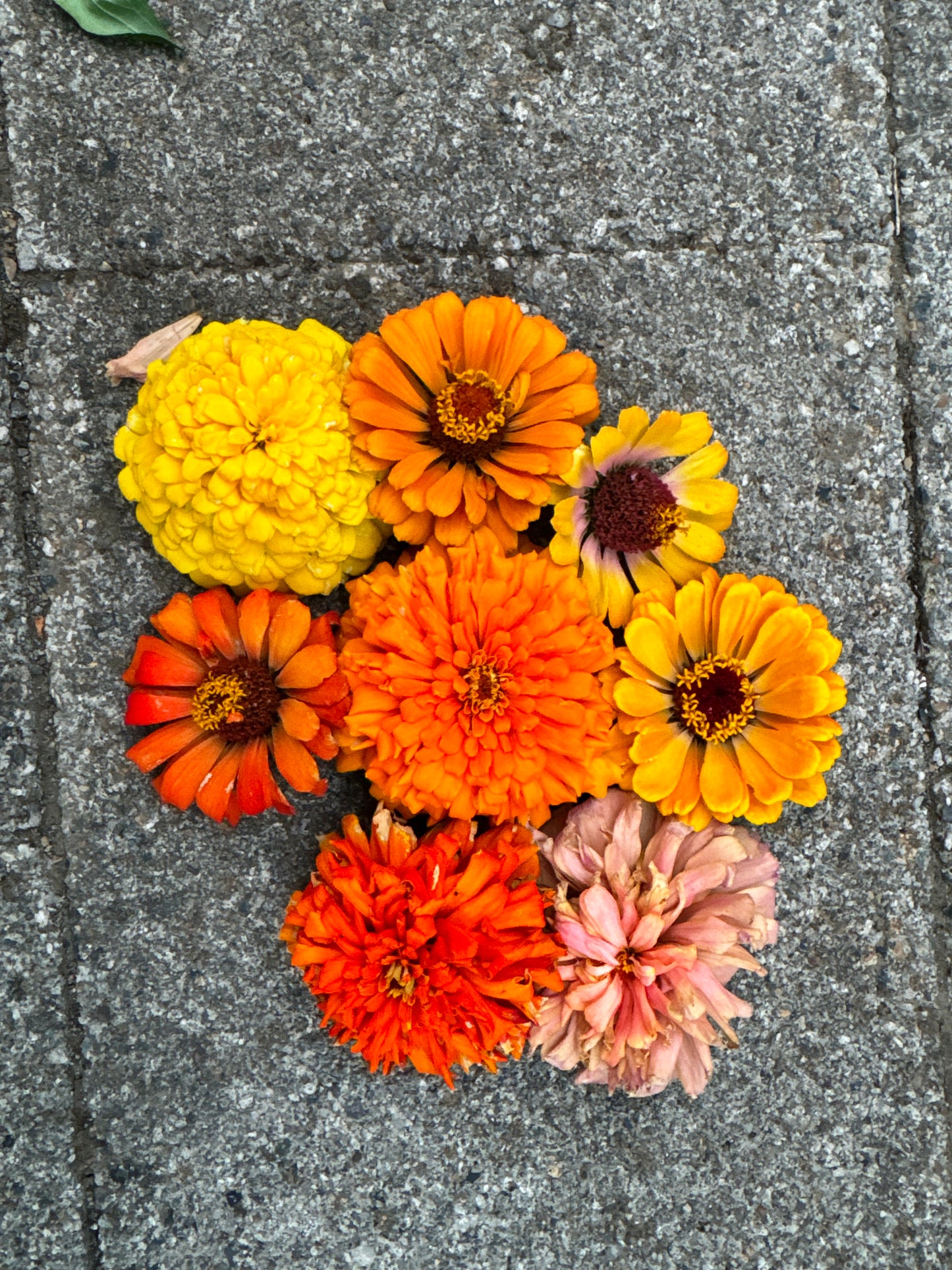 Mostly Mustard Zinnia Mix