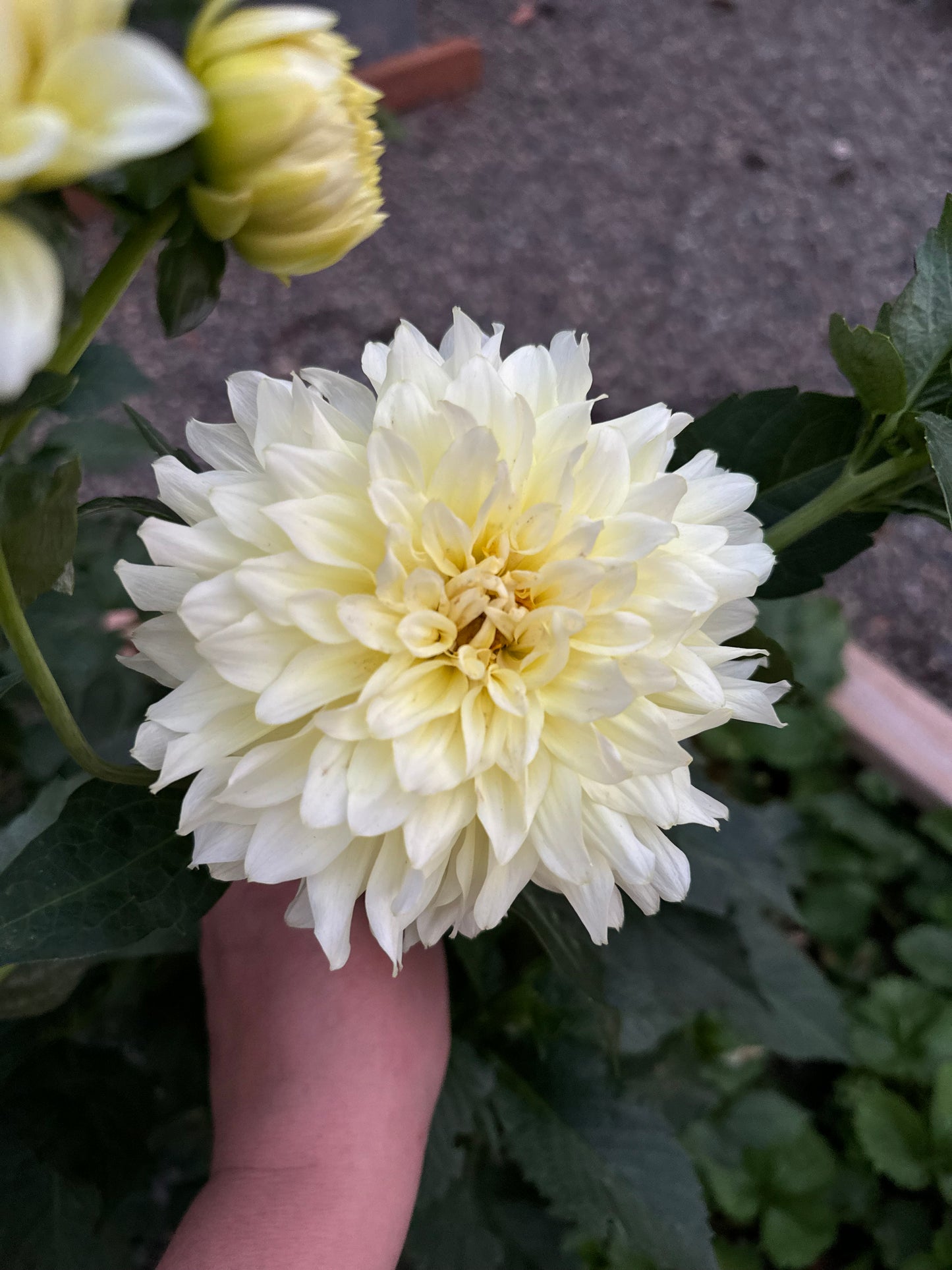 Parakeet Dahlia Tuber